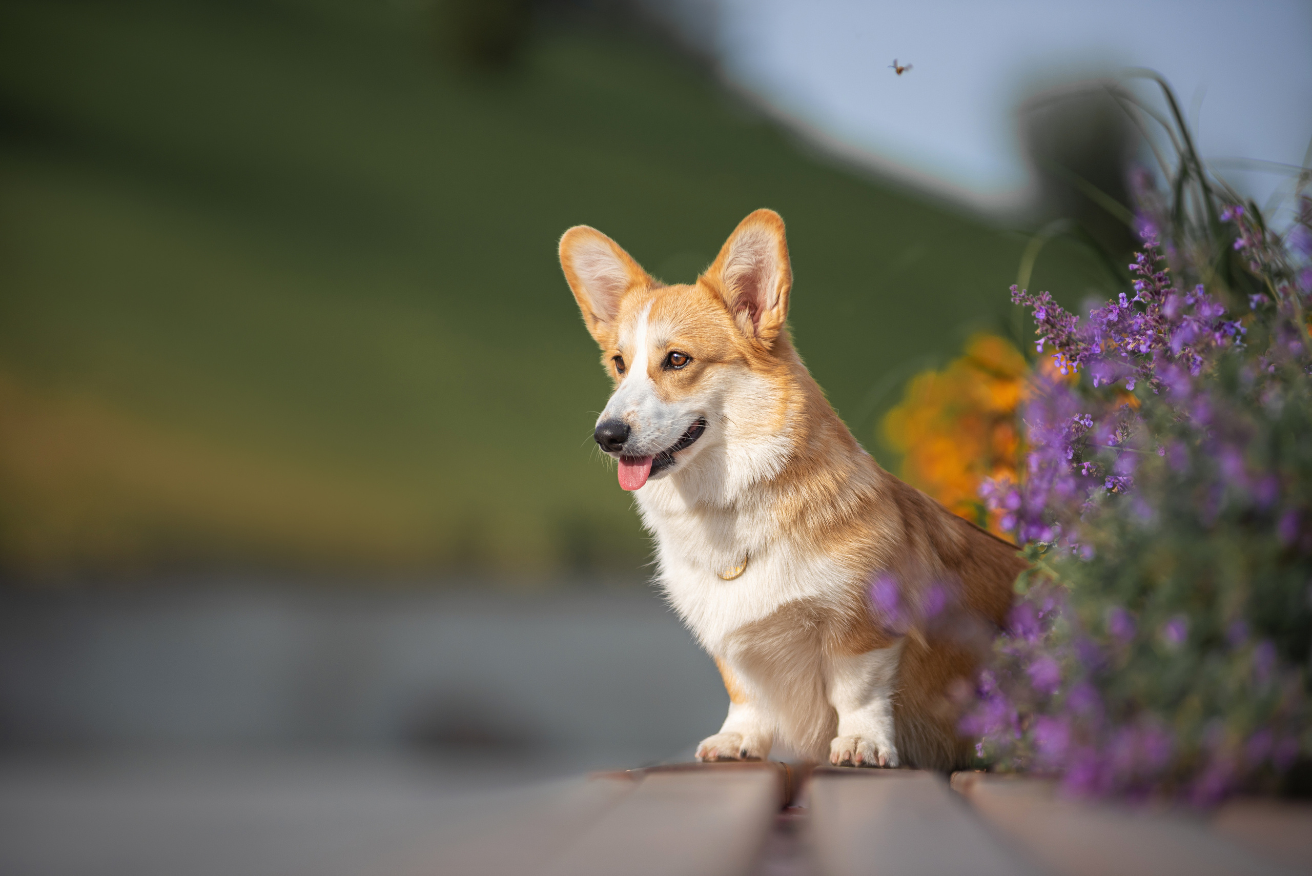 Ася и Плюша. Дог-фотограф в Тюмени Александра Королева