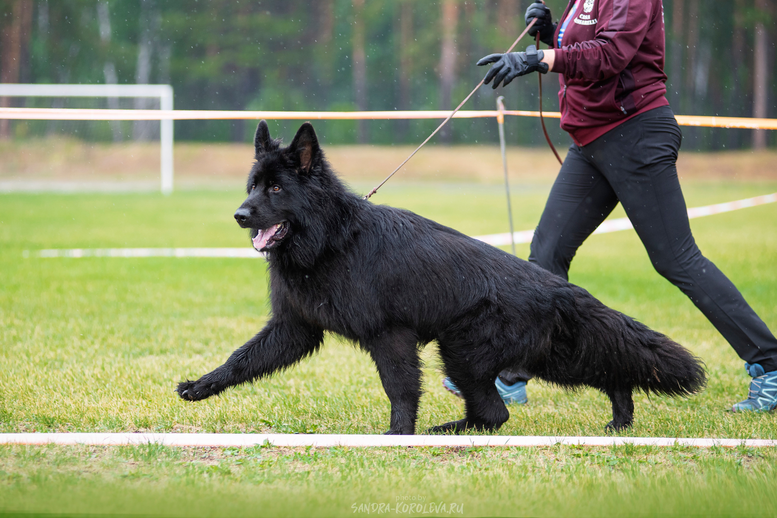 Монопородная выставка немецких овчарок, г. Заречный 2021. Дог-фотограф в Тюмени Александра Королева