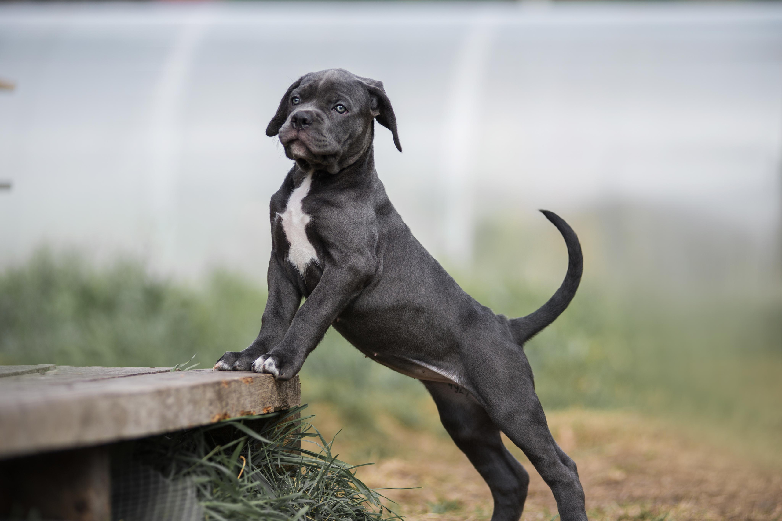 Щенки кане корсо. Дог-фотограф в Тюмени Александра Королева