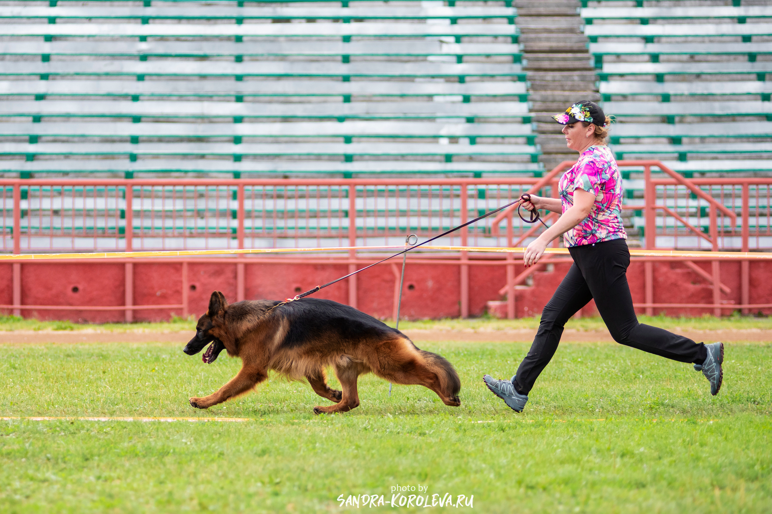 Монопородная выставка немецких овчарок, г. Заречный 2021. Дог-фотограф в Тюмени Александра Королева