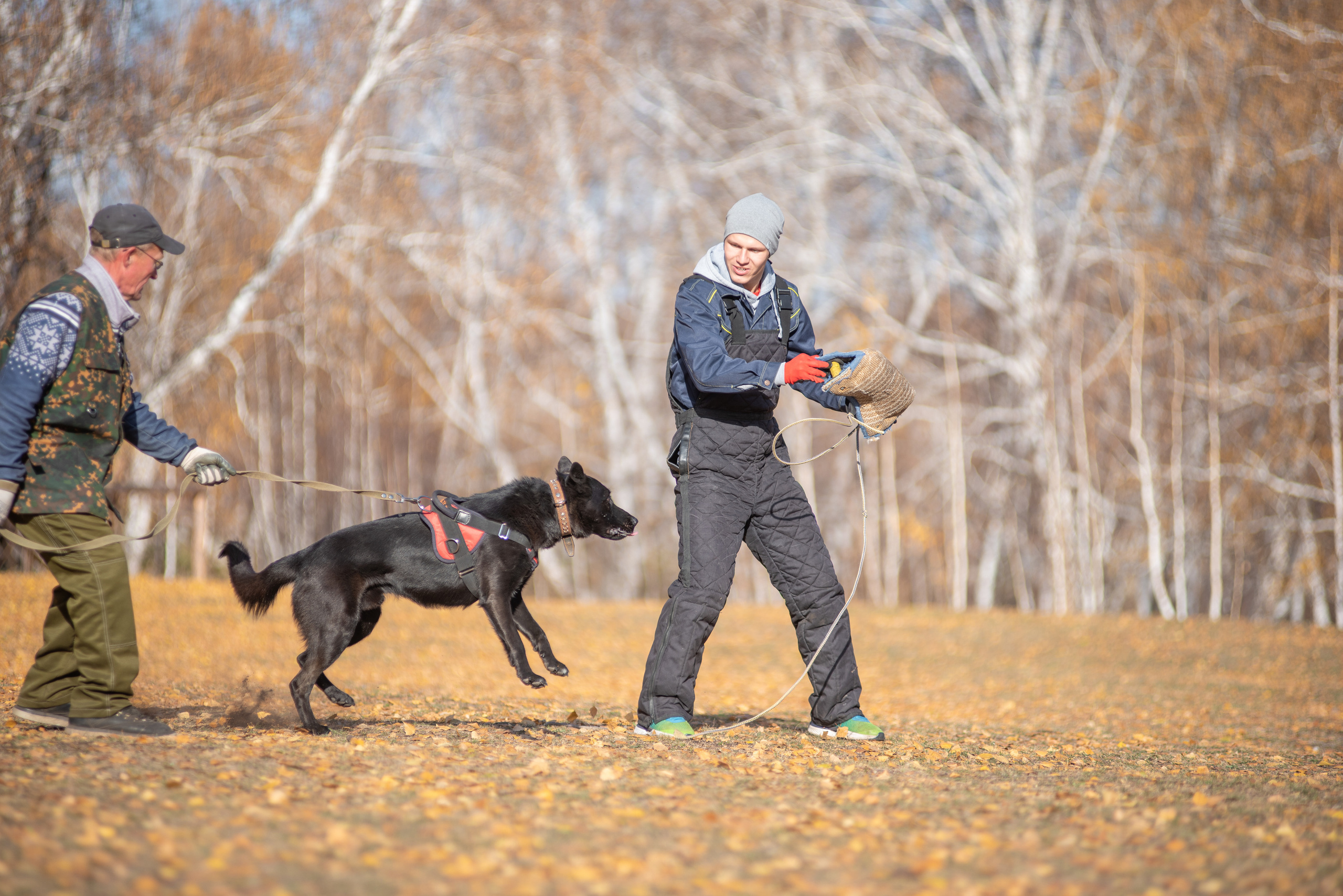 RUSSIAN HELPERS SCHOOL. Магнитогорск октябрь 2021. Дог-фотограф в Тюмени Александра Королева