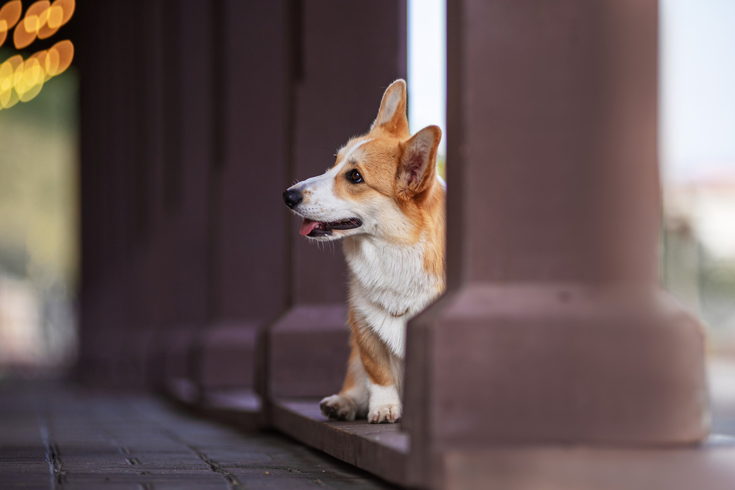 Ася и Плюша. Дог-фотограф в Тюмени Александра Королева