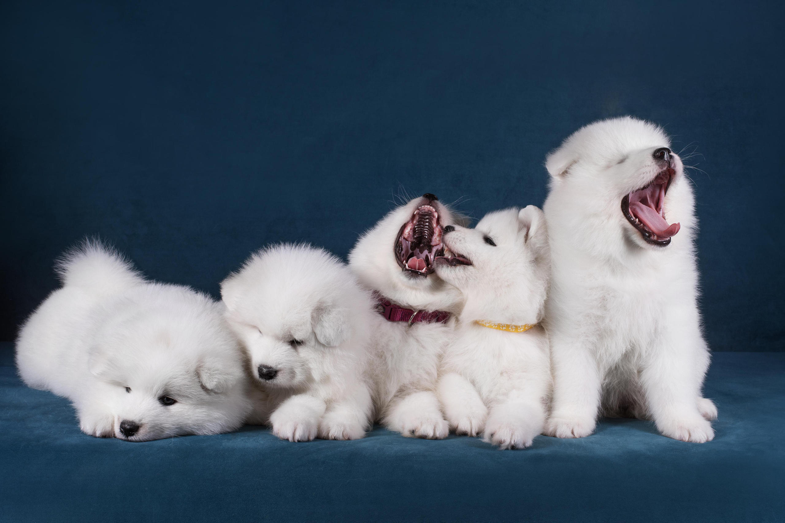 Пушистики самоеды. Дог-фотограф в Тюмени Александра Королева