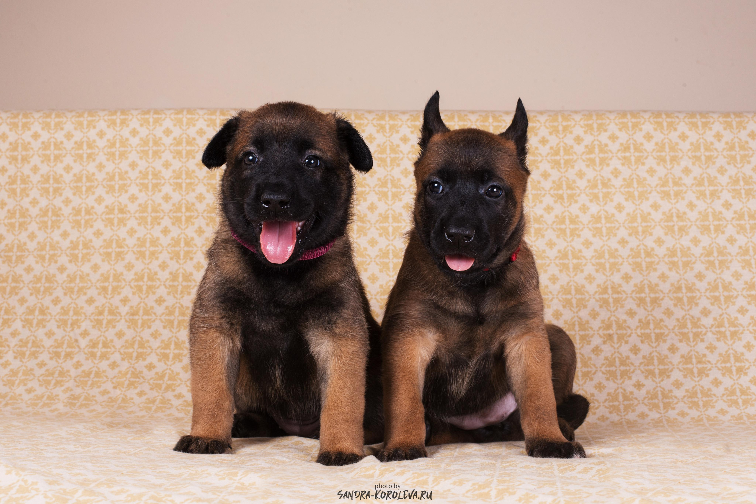 Малинойсы. Дог-фотограф в Тюмени Александра Королева