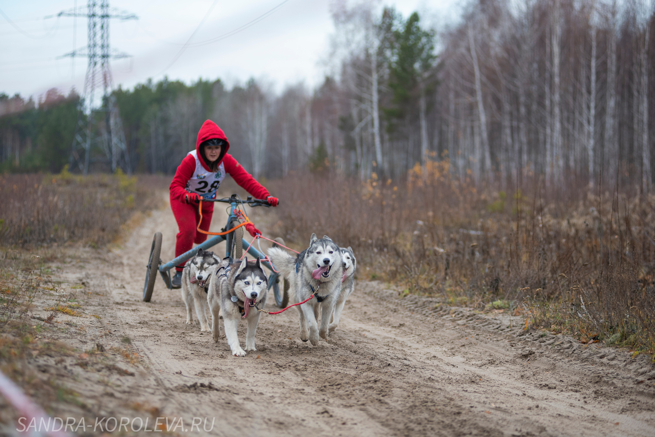 Спринт-гонка «Закрытие сезона» 24.10.2021. Дог-фотограф в Тюмени Александра Королева
