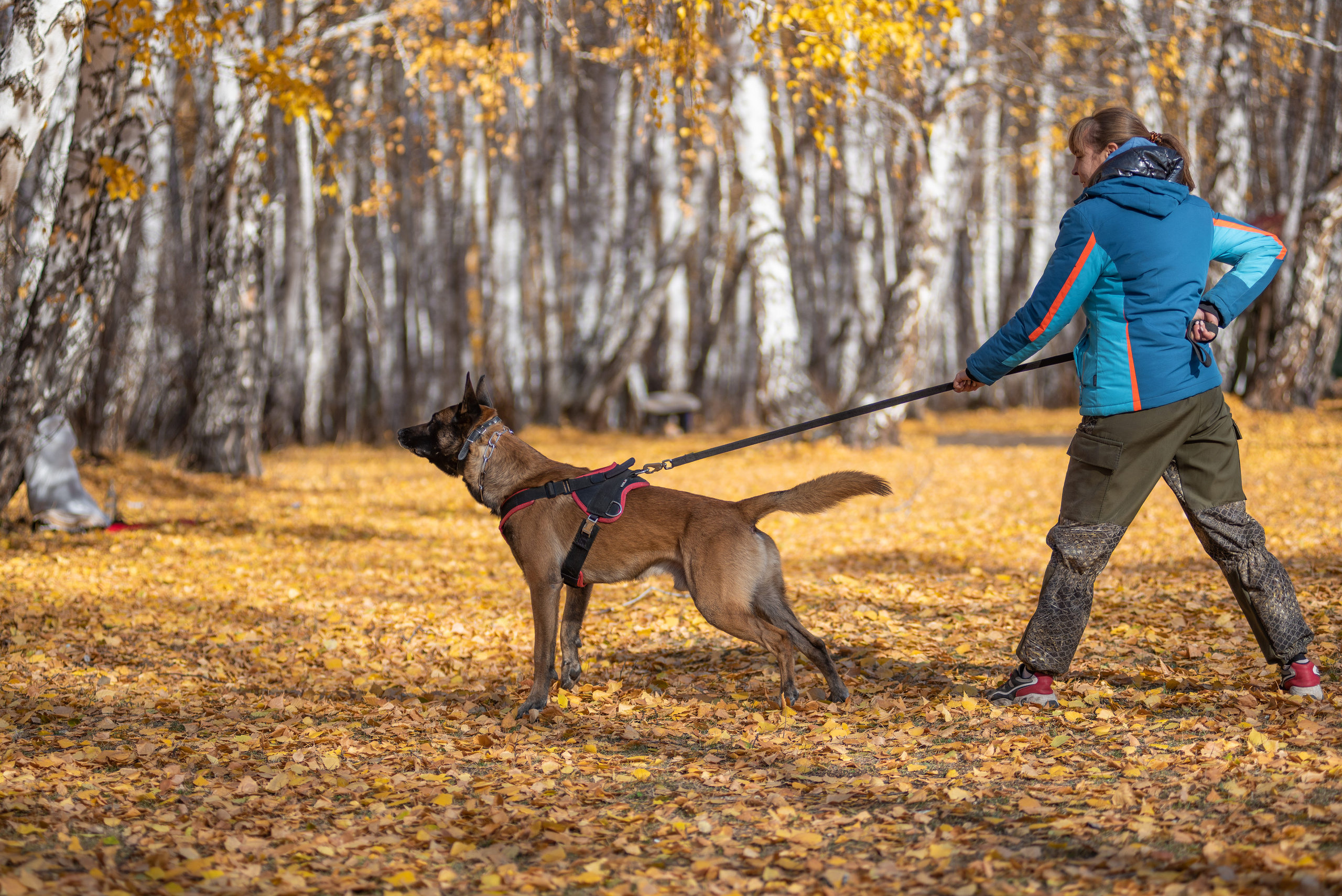 RUSSIAN HELPERS SCHOOL. Магнитогорск октябрь 2021. Дог-фотограф в Тюмени Александра Королева