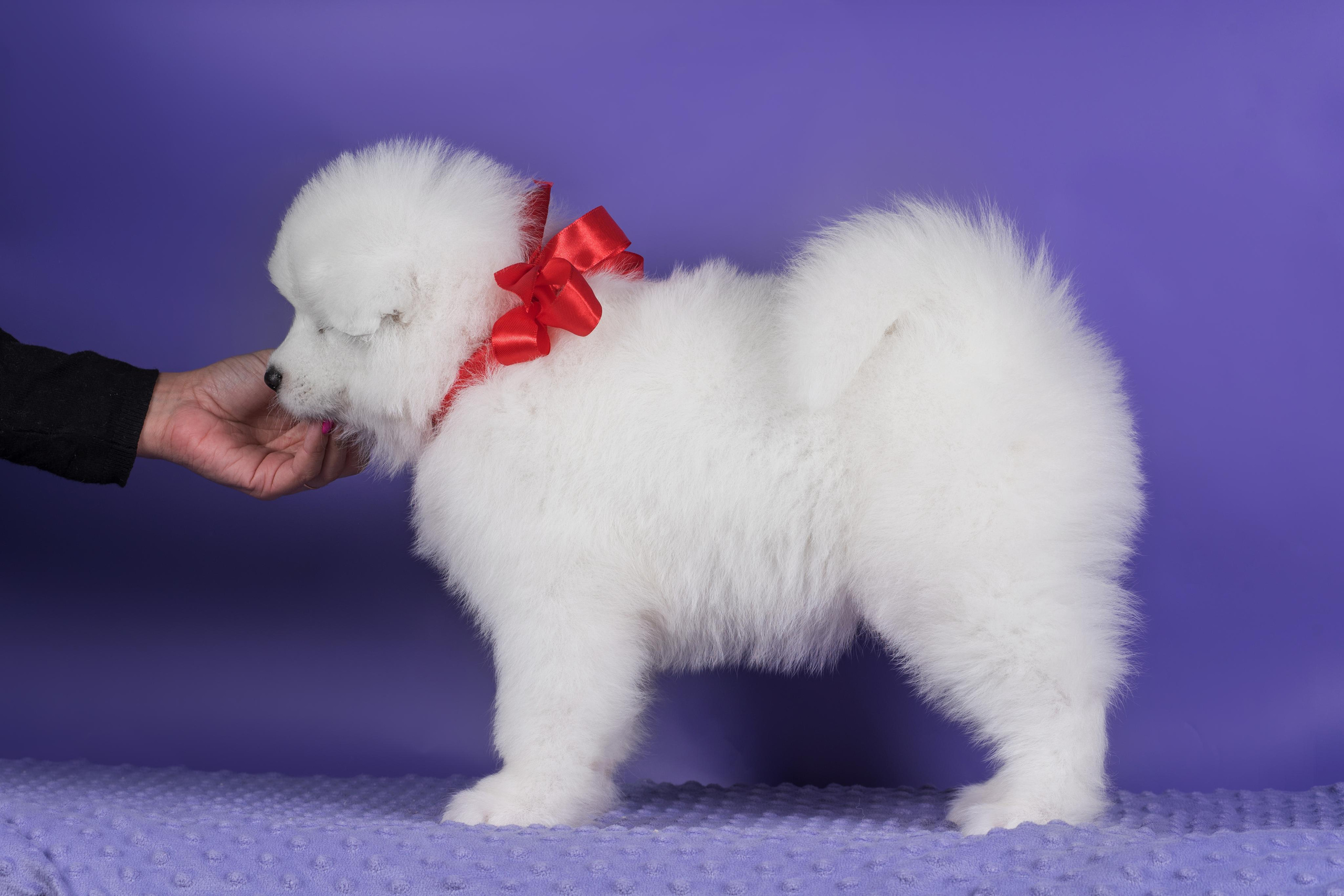 Пушистики самоеды. Дог-фотограф в Тюмени Александра Королева