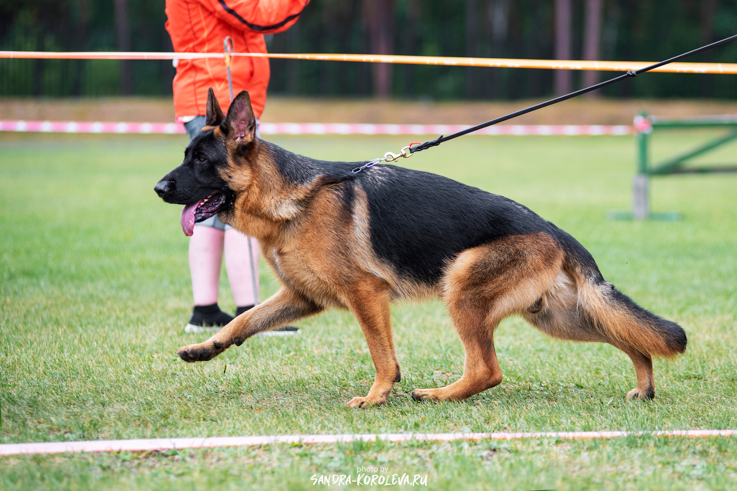 Монопородная выставка немецких овчарок, г. Заречный 2021. Дог-фотограф в Тюмени Александра Королева