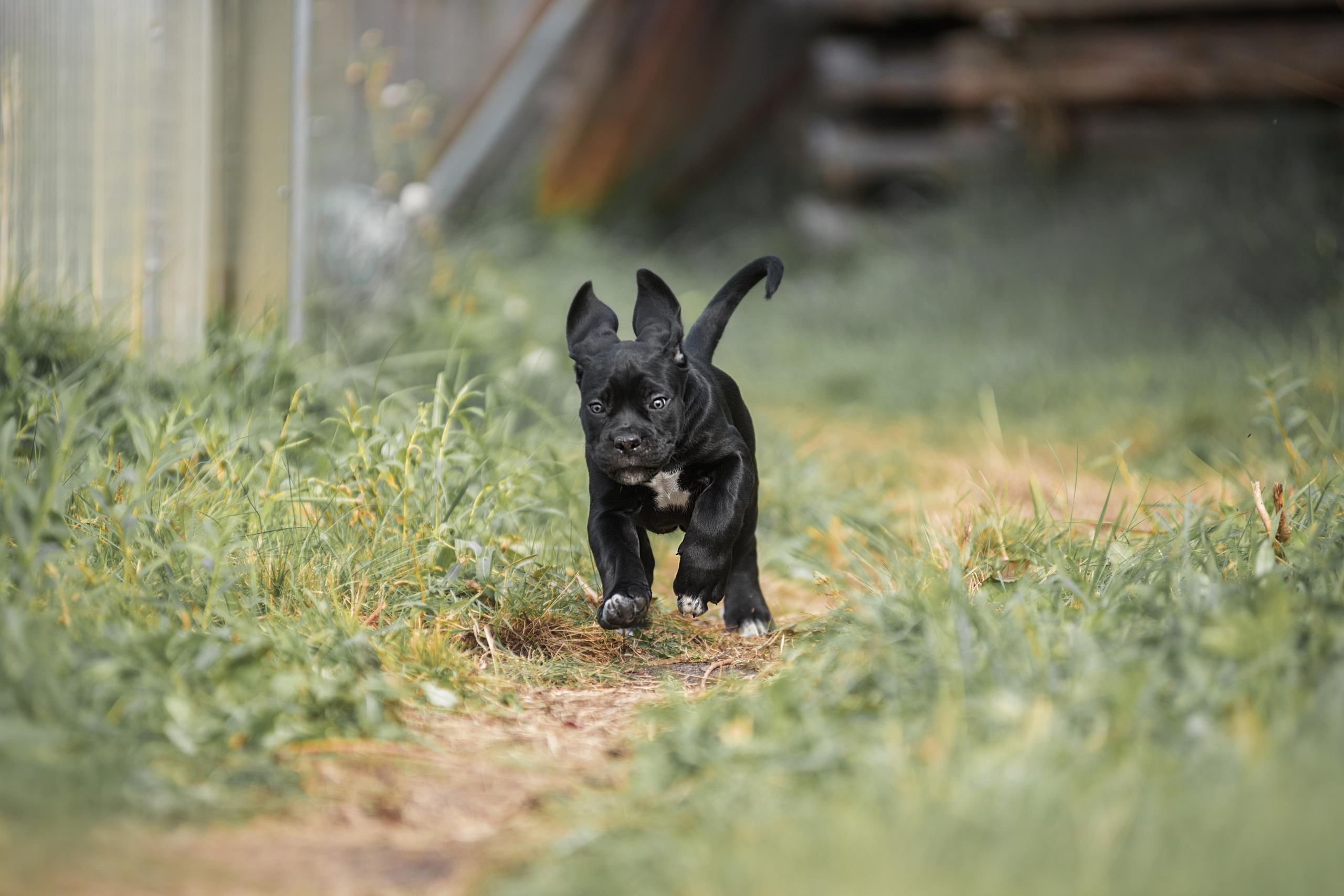 Щенки кане корсо. Дог-фотограф в Тюмени Александра Королева