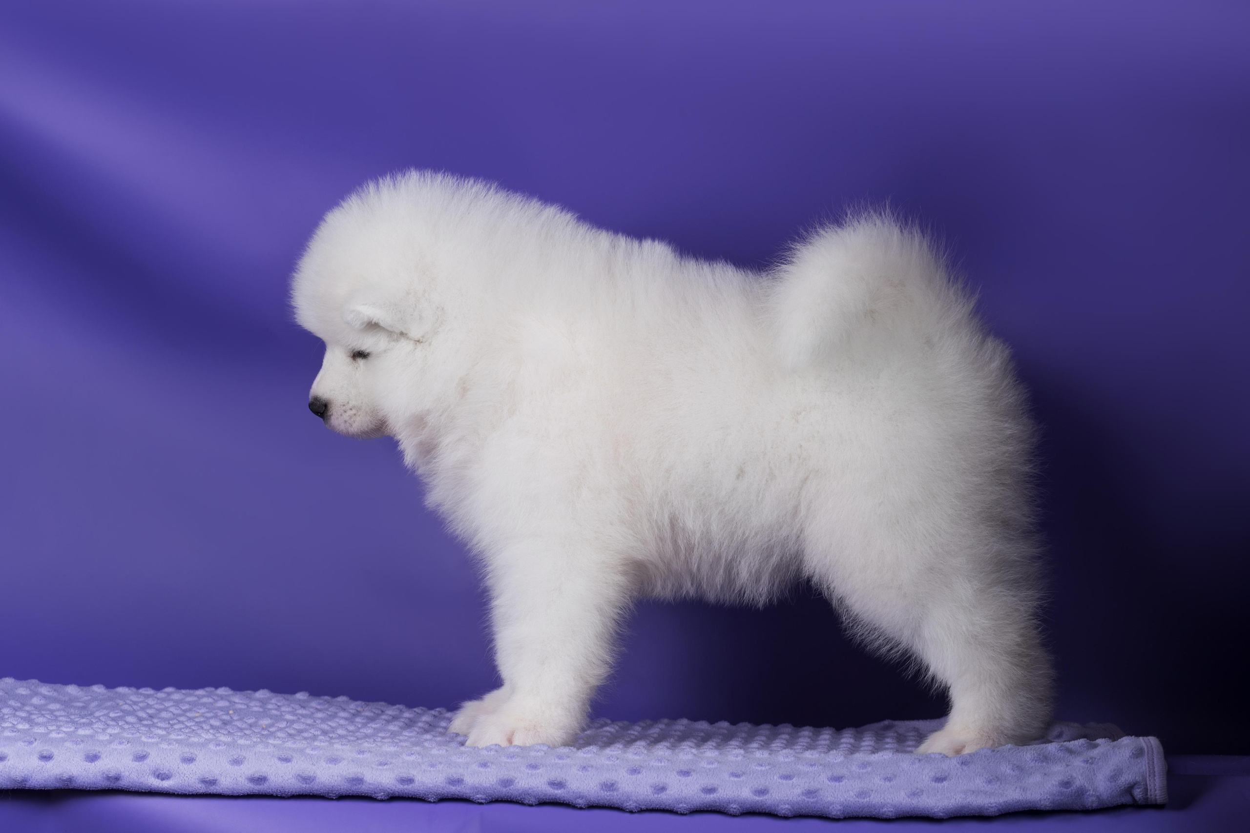 Пушистики самоеды. Дог-фотограф в Тюмени Александра Королева