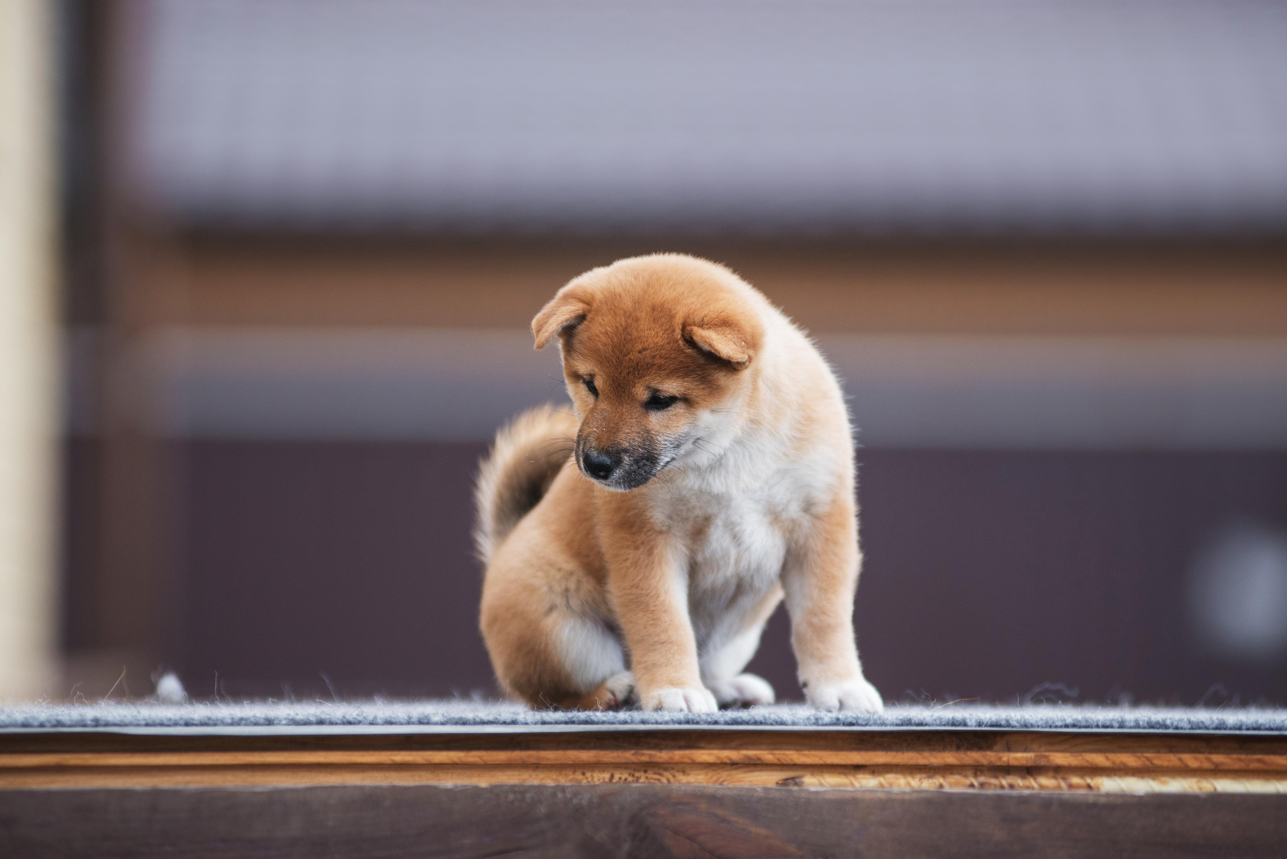 Щеночки Сибы. Дог-фотограф в Тюмени Александра Королева