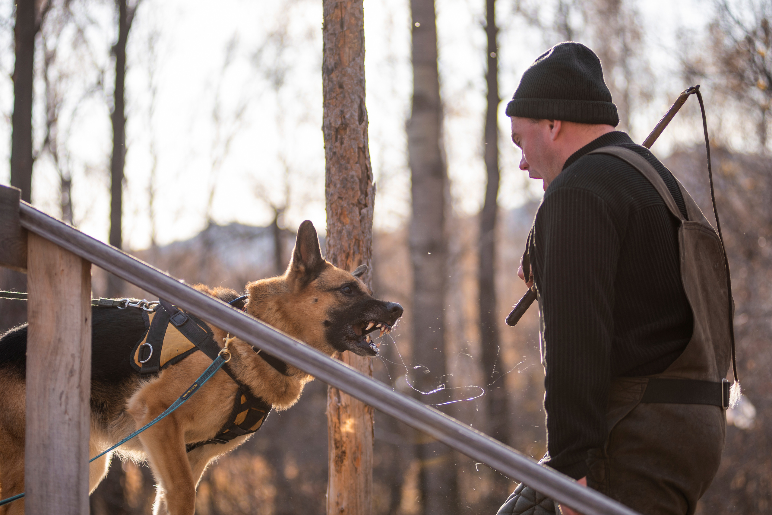 RUSSIAN HELPERS SCHOOL. Магнитогорск октябрь 2021. Дог-фотограф в Тюмени Александра Королева