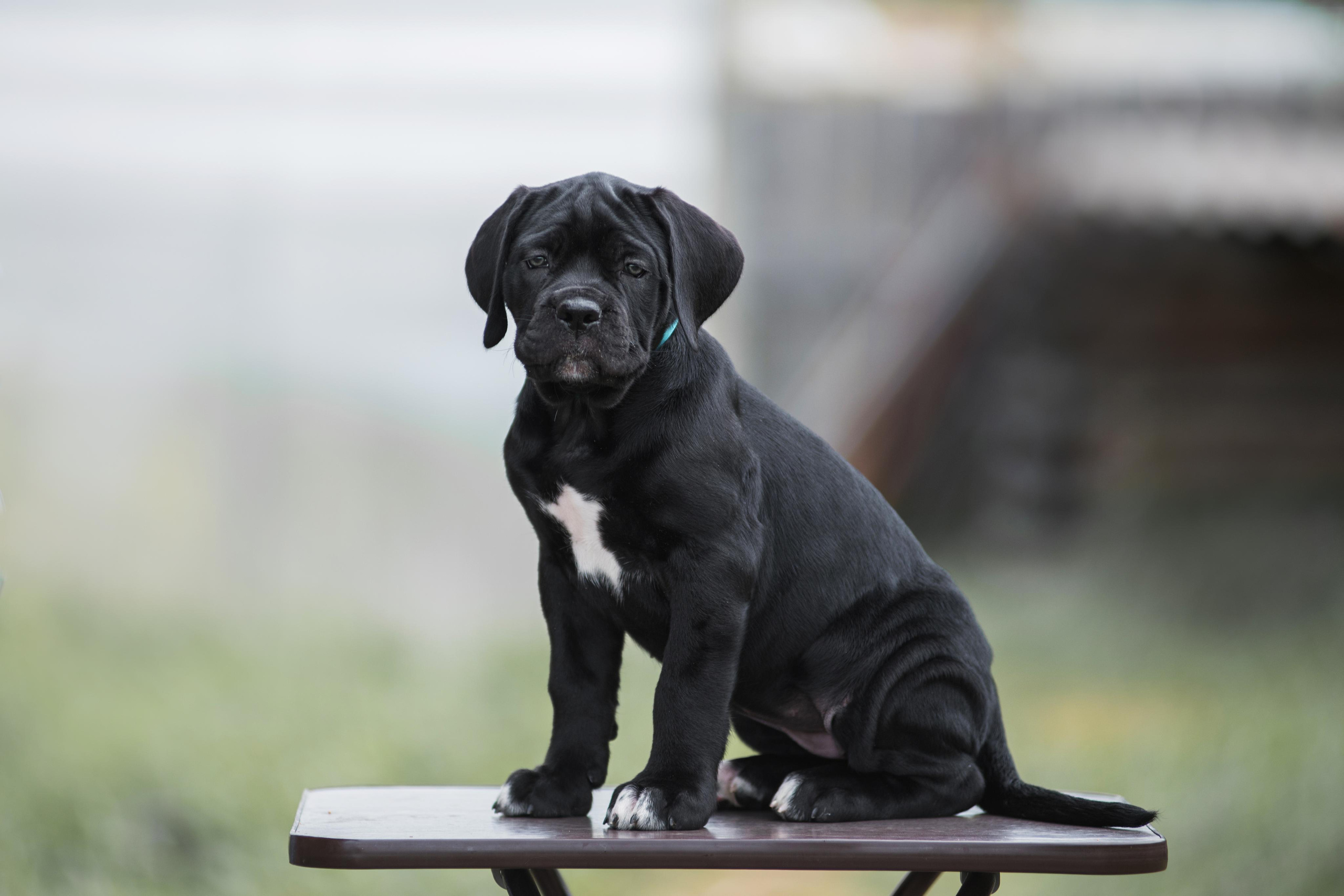 Щенки кане корсо. Дог-фотограф в Тюмени Александра Королева