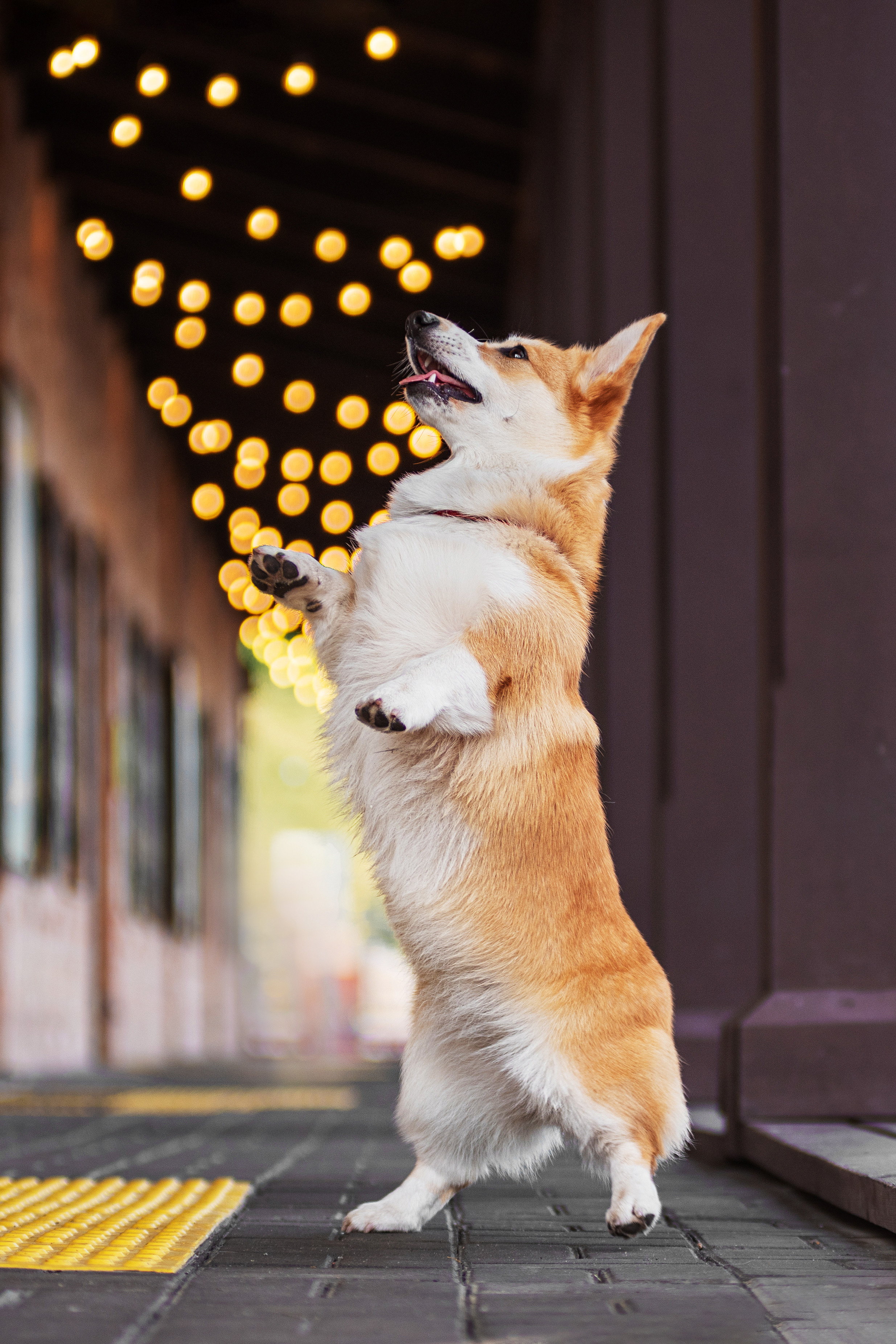 Ася и Плюша. Дог-фотограф в Тюмени Александра Королева