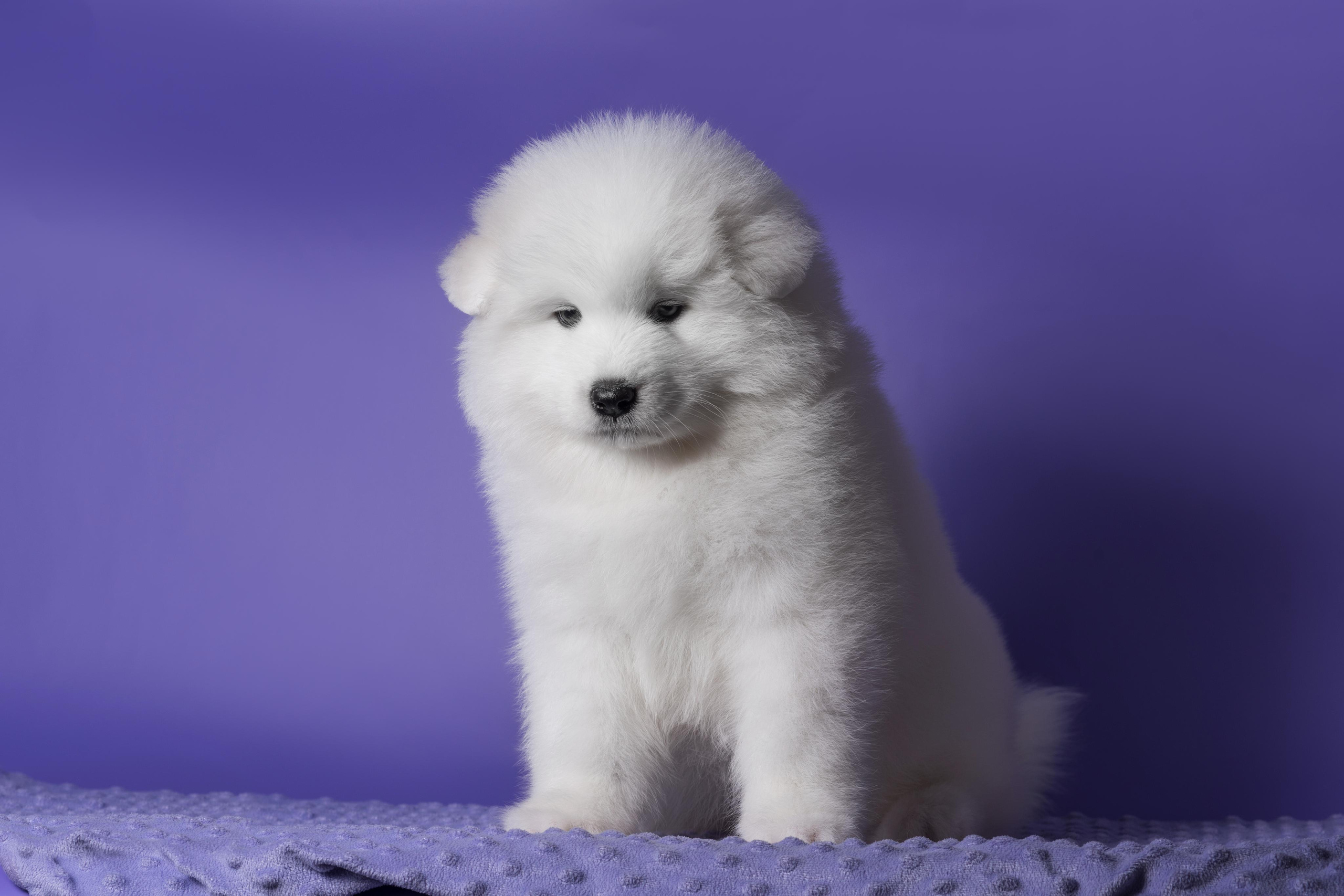 Пушистики самоеды. Дог-фотограф в Тюмени Александра Королева