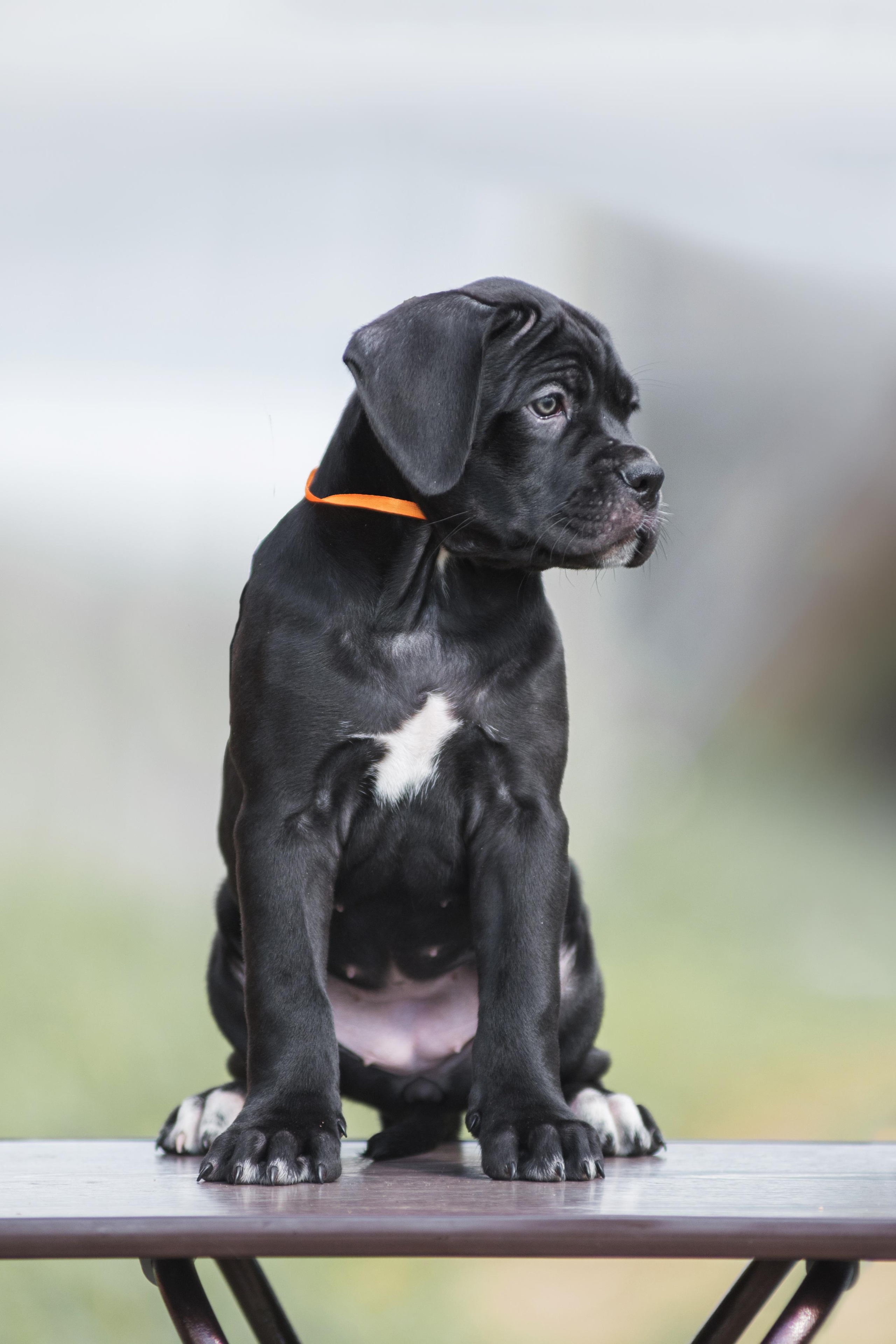 Щенки кане корсо. Дог-фотограф в Тюмени Александра Королева