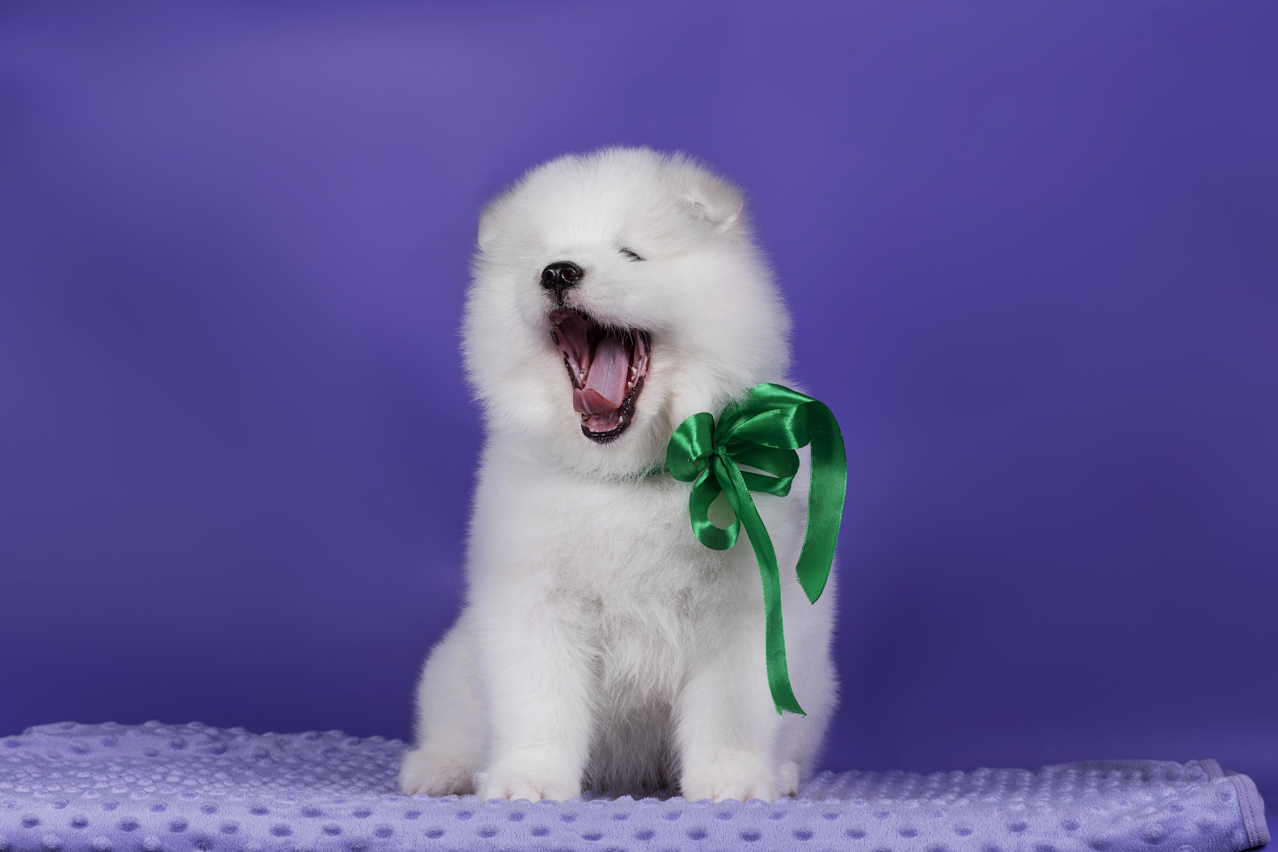 Пушистики самоеды. Дог-фотограф в Тюмени Александра Королева
