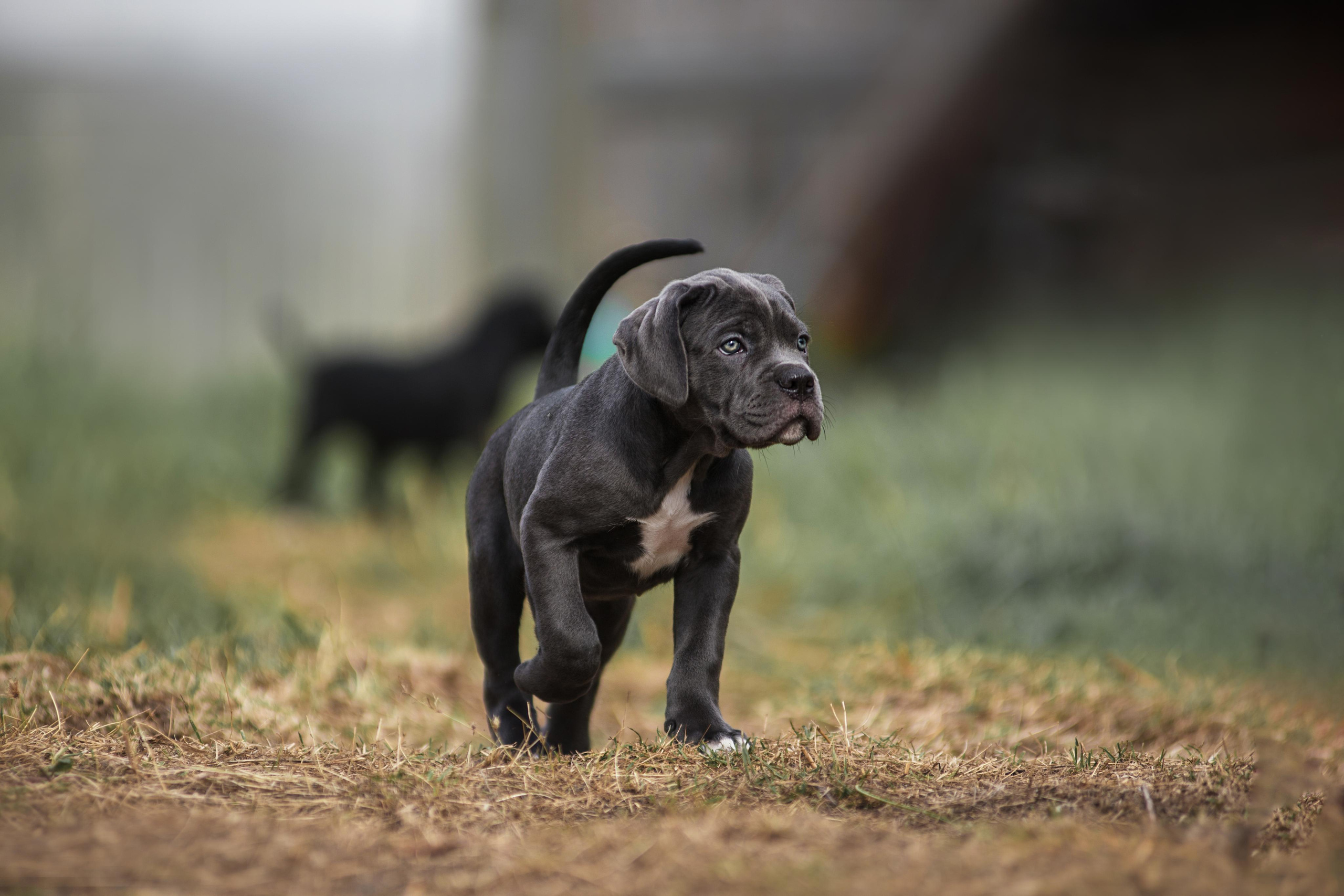 Щенки кане корсо. Дог-фотограф в Тюмени Александра Королева
