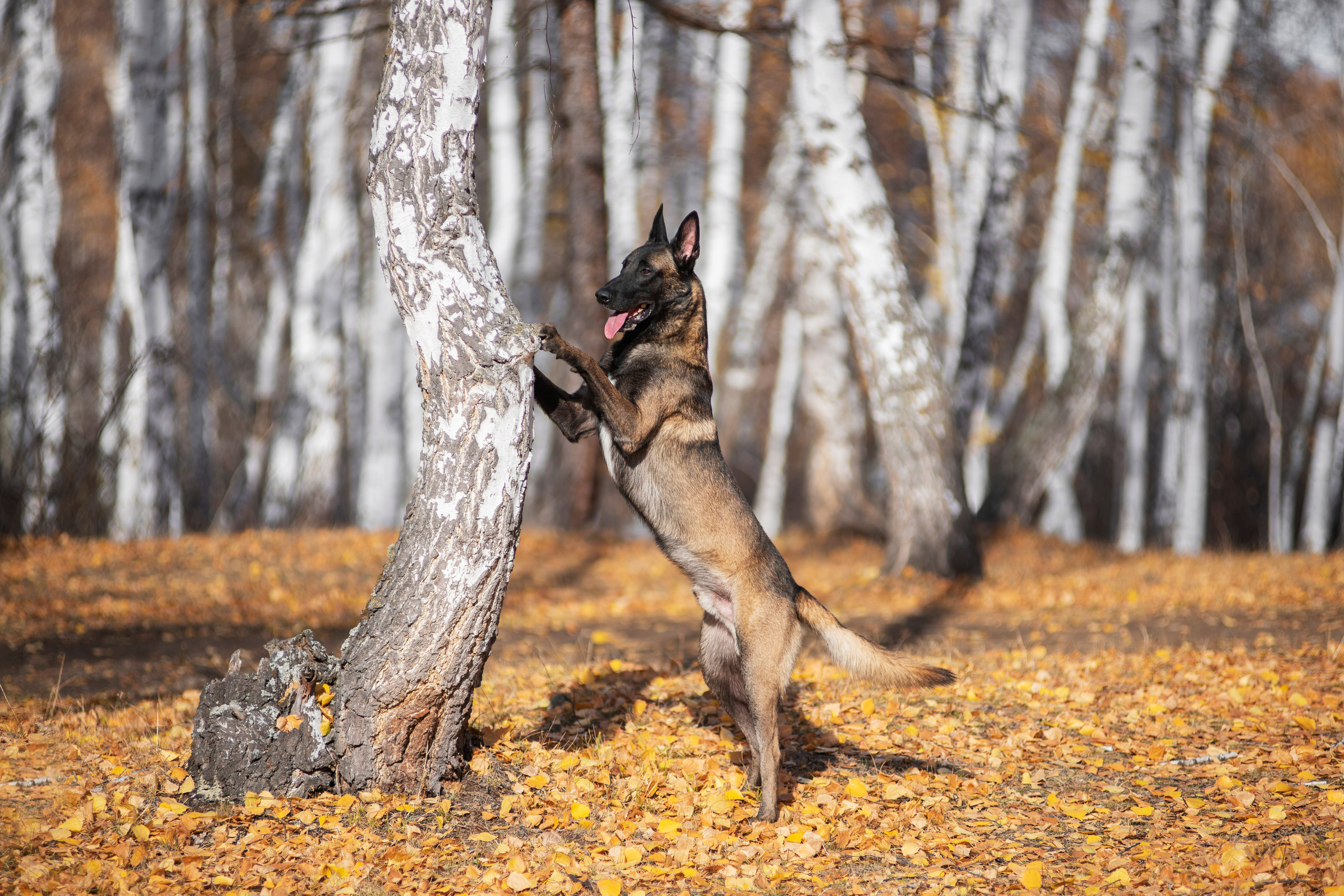 Малинуа Гектор. Дог-фотограф в Тюмени Александра Королева