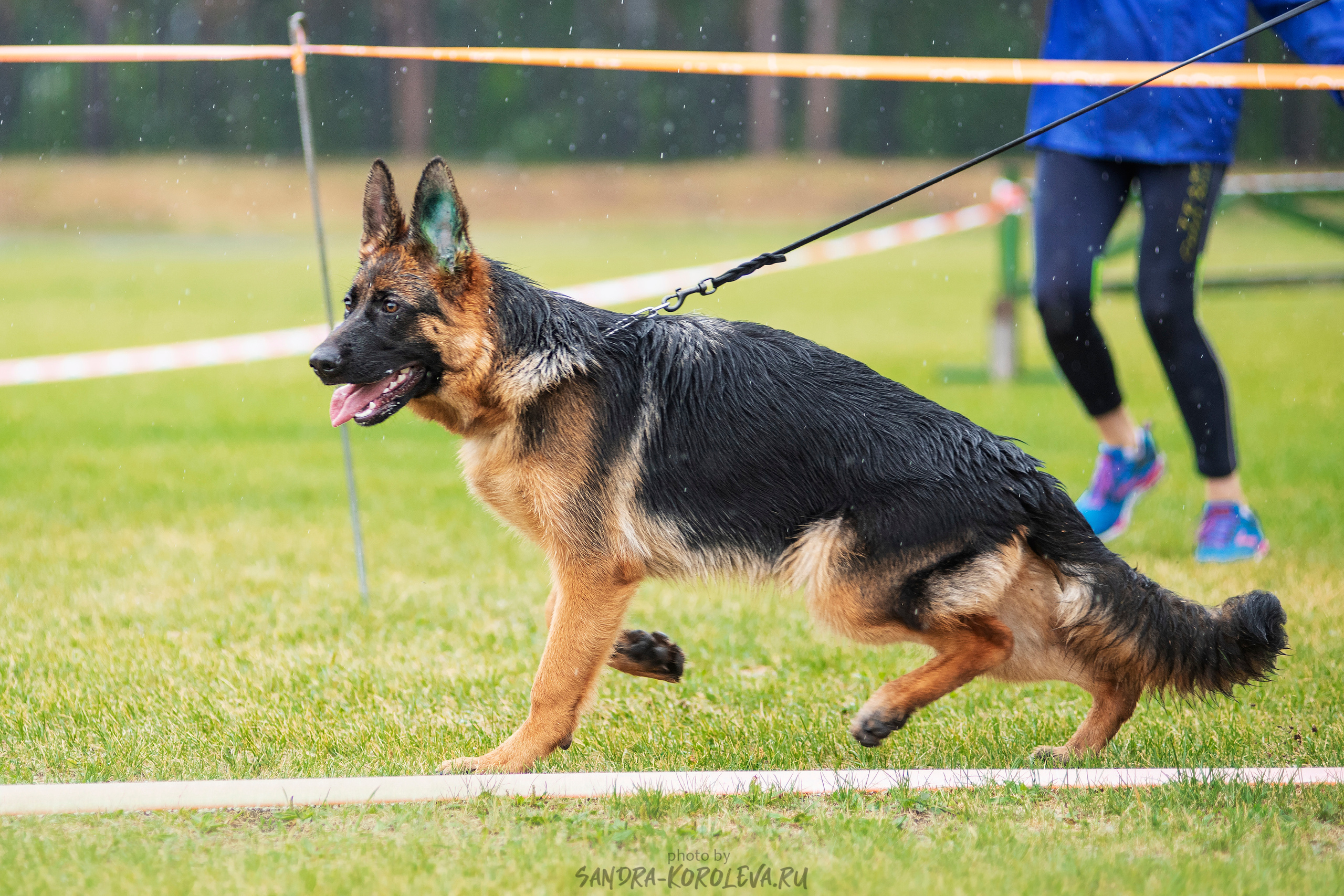 Монопородная выставка немецких овчарок, г. Заречный 2021. Дог-фотограф в Тюмени Александра Королева