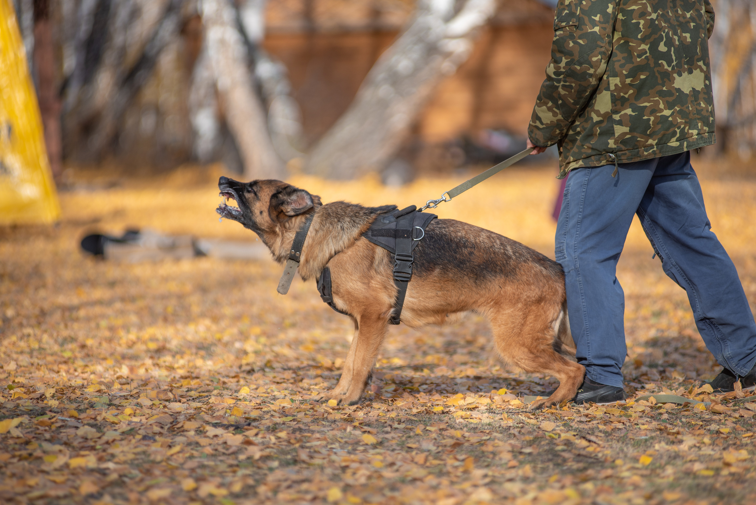 RUSSIAN HELPERS SCHOOL. Магнитогорск октябрь 2021. Дог-фотограф в Тюмени Александра Королева