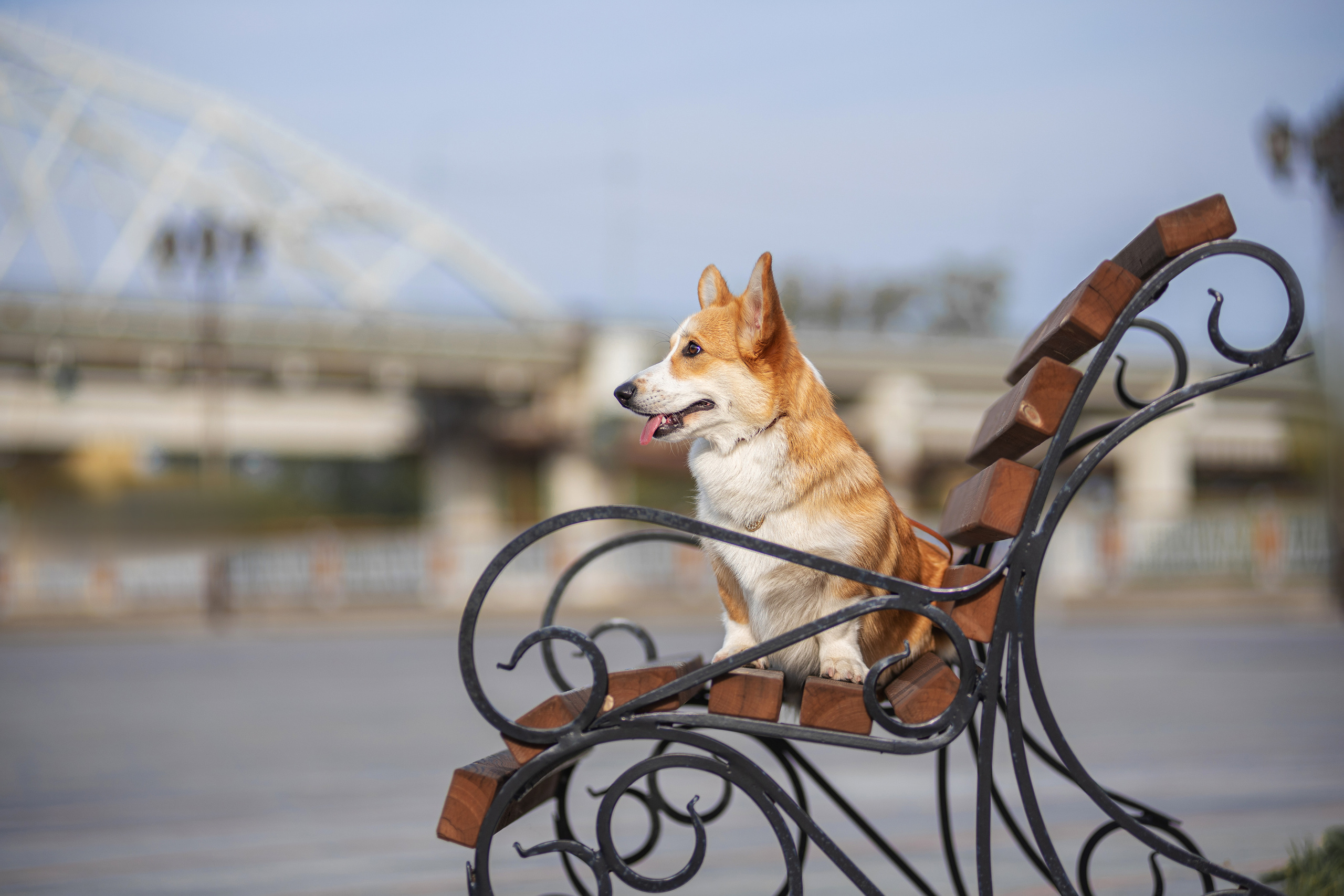 Ася и Плюша. Дог-фотограф в Тюмени Александра Королева