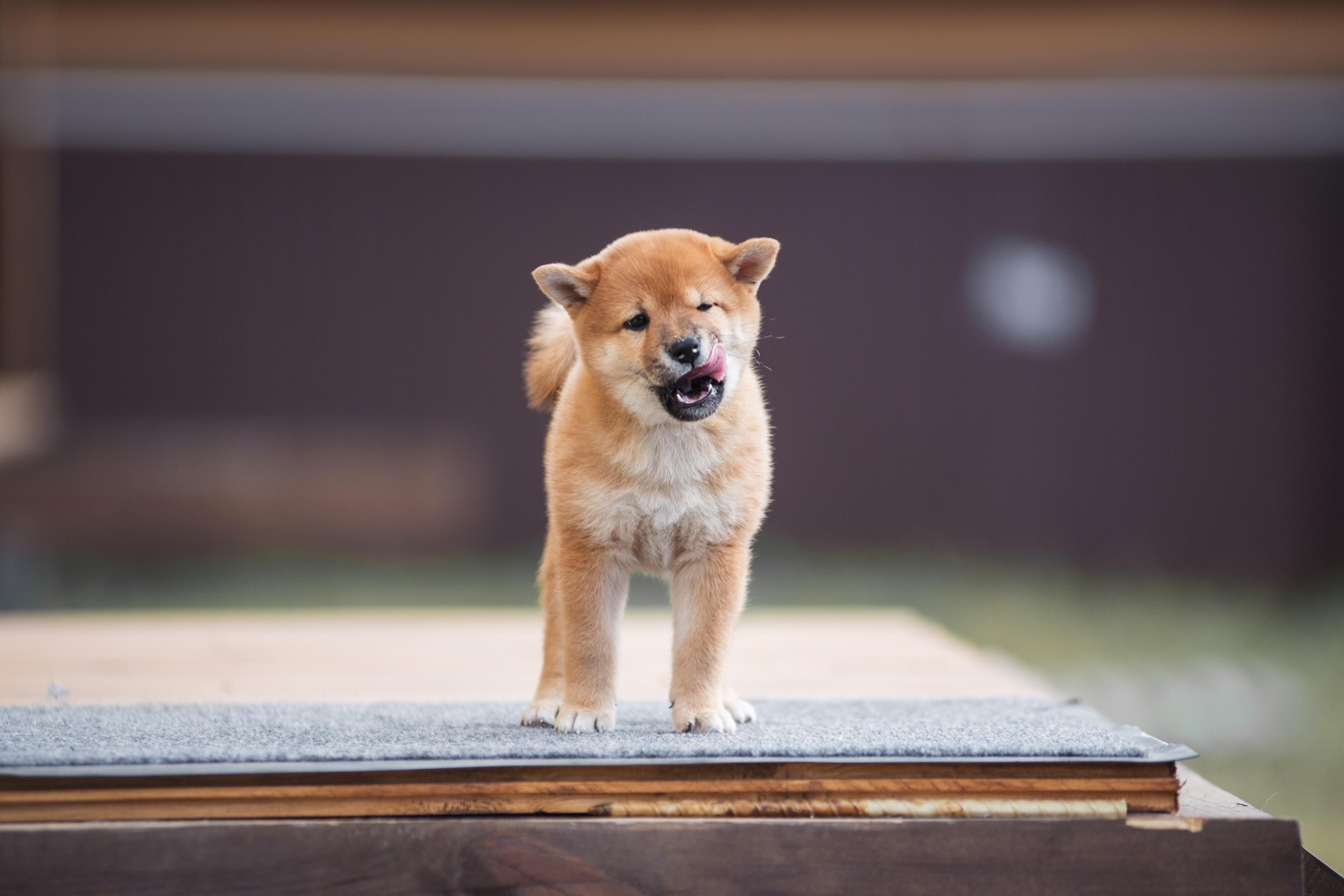 Щеночки Сибы. Дог-фотограф в Тюмени Александра Королева