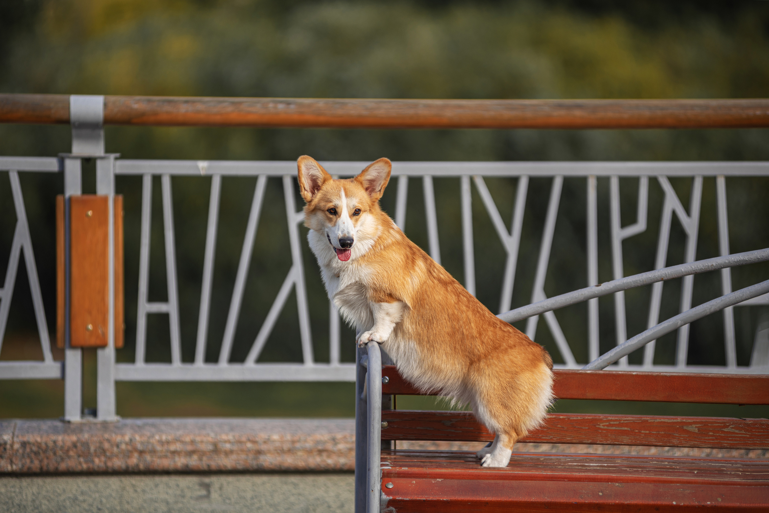Ася и Плюша. Дог-фотограф в Тюмени Александра Королева