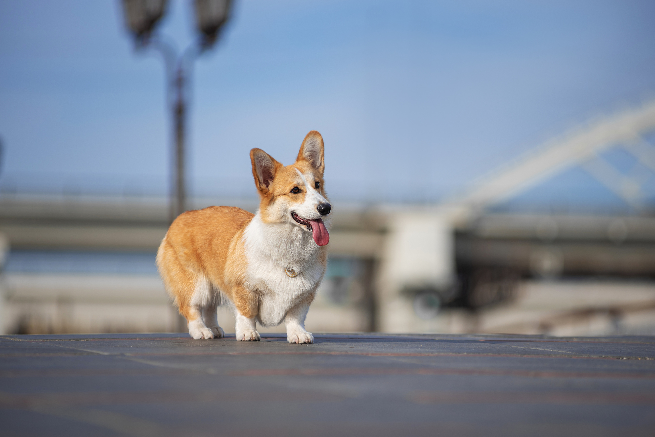 Ася и Плюша. Дог-фотограф в Тюмени Александра Королева