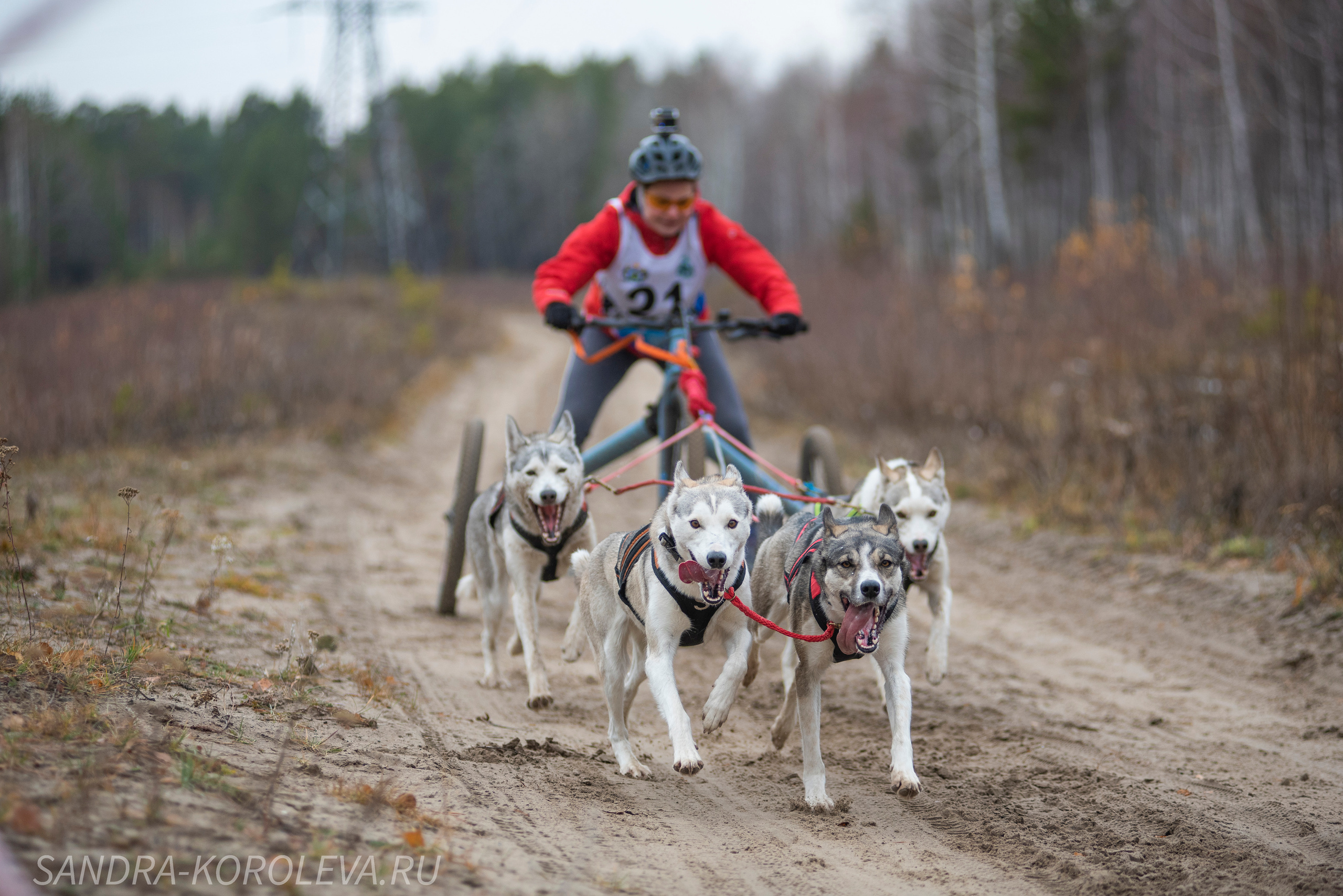 Спринт-гонка «Закрытие сезона» 24.10.2021. Дог-фотограф в Тюмени Александра Королева
