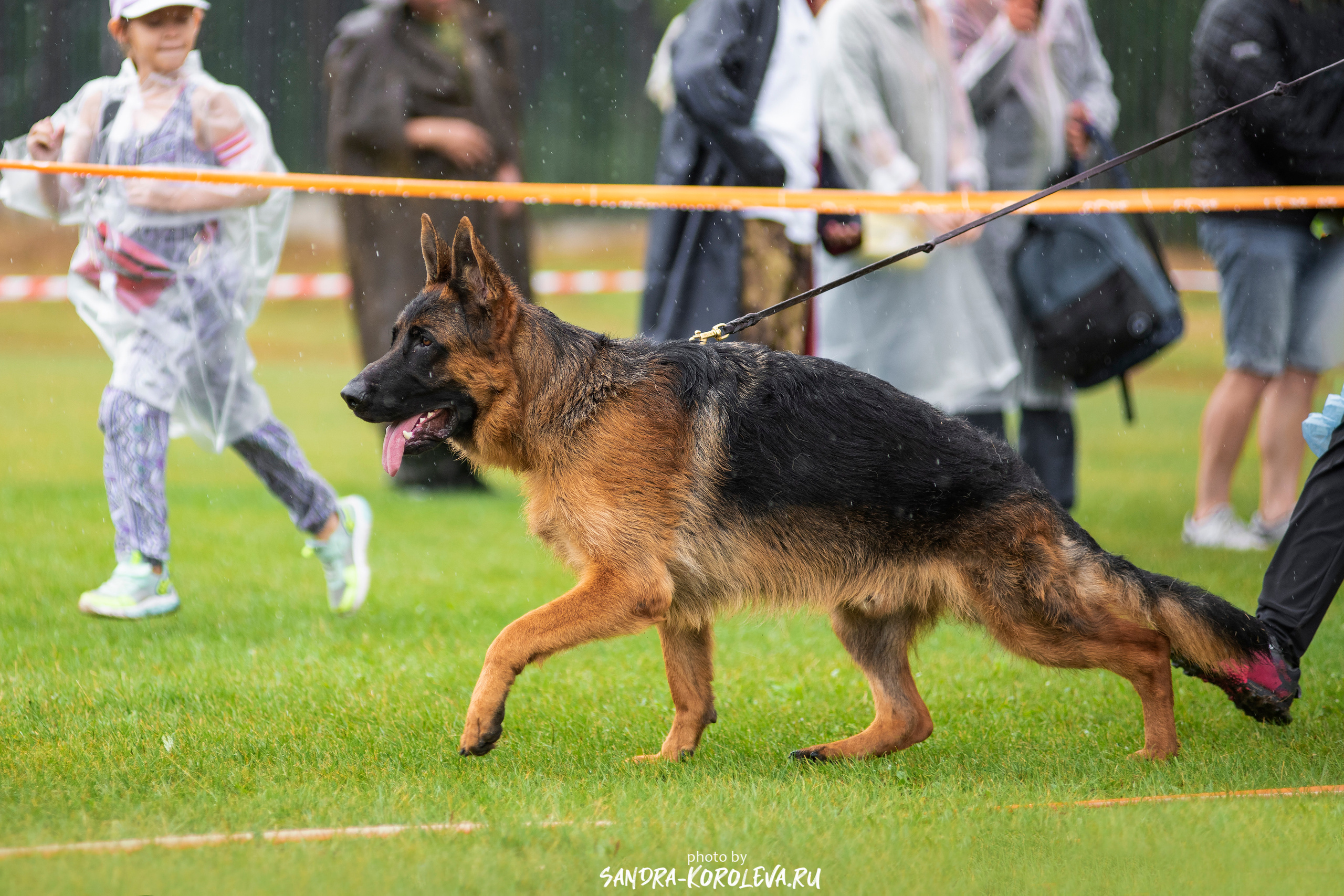 Монопородная выставка немецких овчарок, г. Заречный 2021. Дог-фотограф в Тюмени Александра Королева