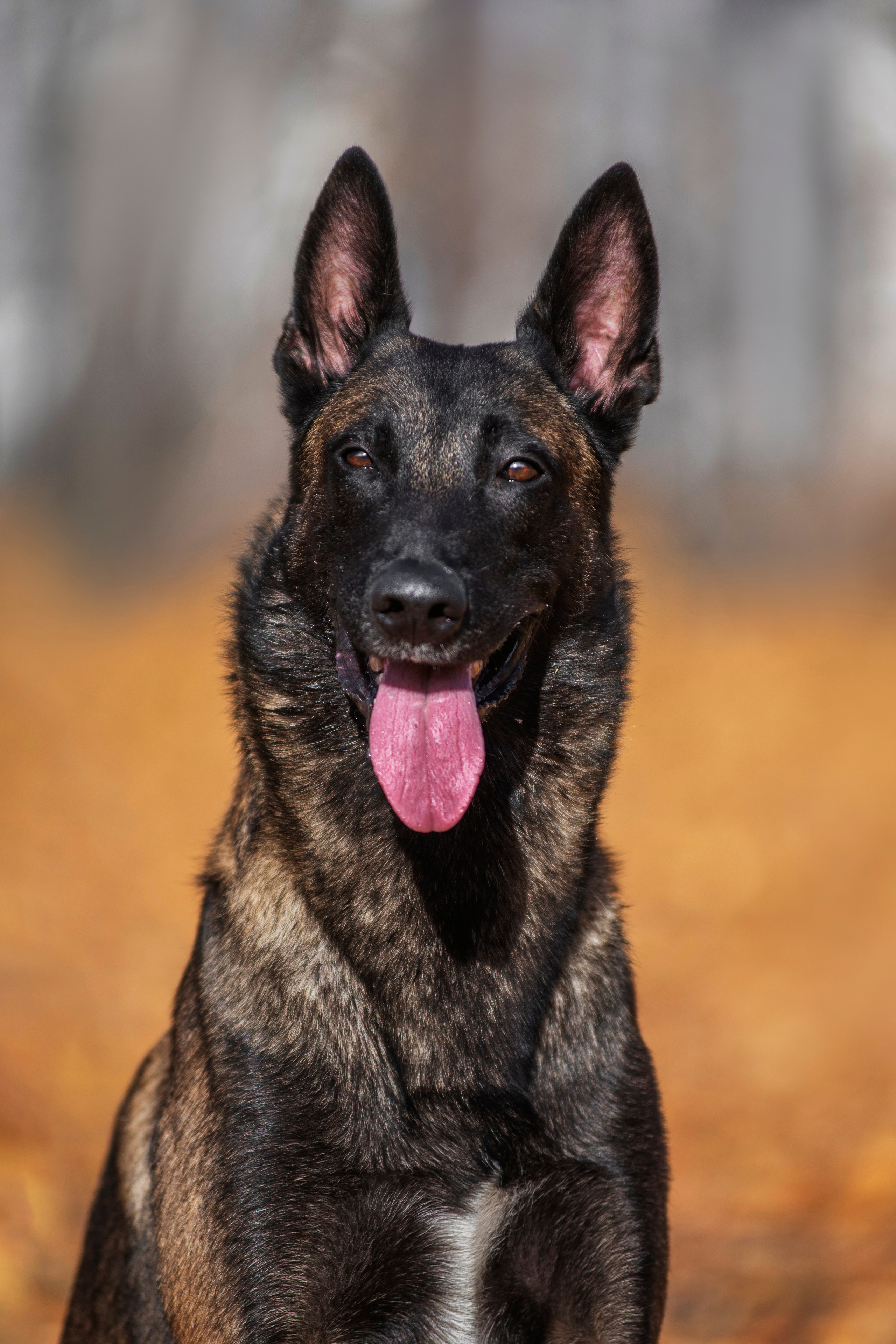 Малинуа Гектор. Дог-фотограф в Тюмени Александра Королева