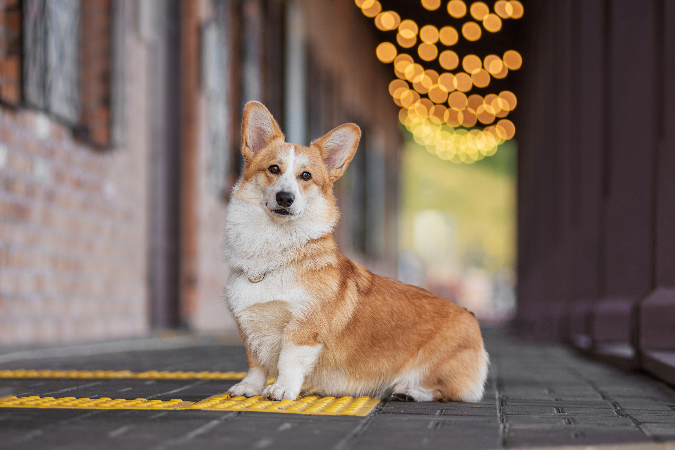Ася и Плюша. Дог-фотограф в Тюмени Александра Королева