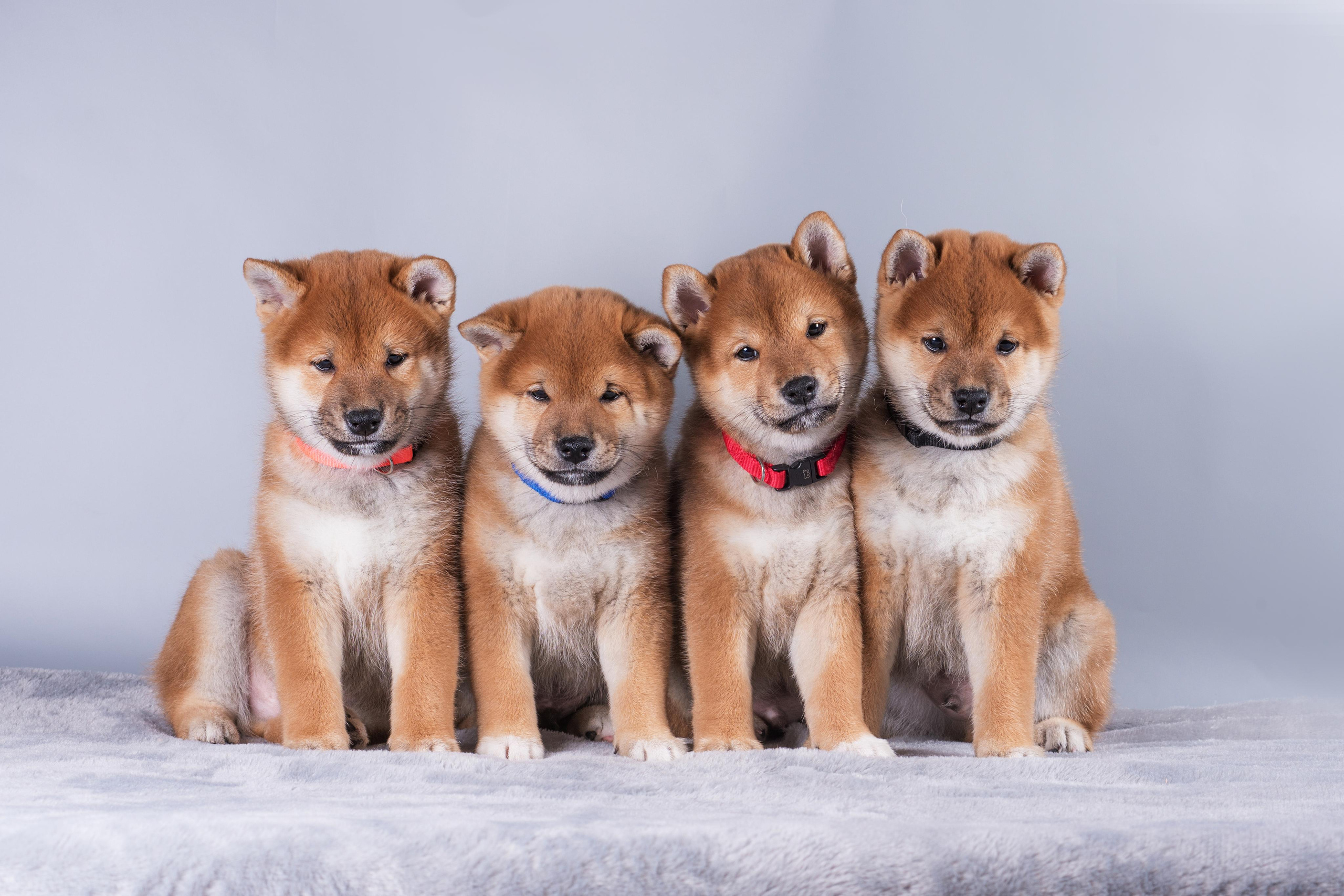 Маленькие сибы. Дог-фотограф в Тюмени Александра Королева