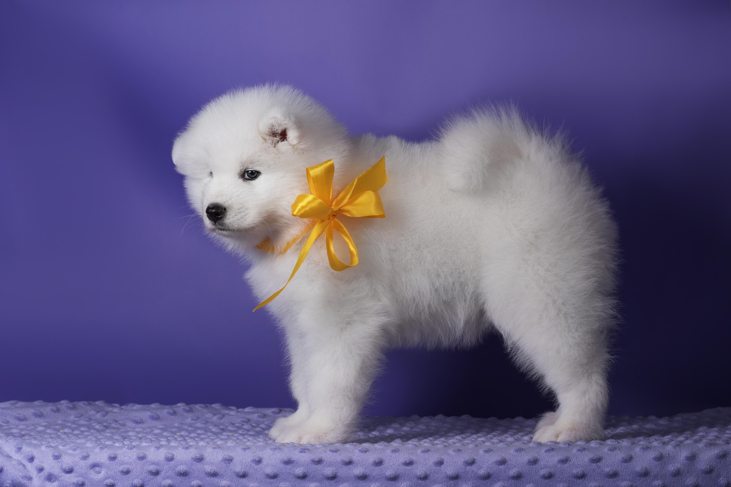 Пушистики самоеды. Дог-фотограф в Тюмени Александра Королева