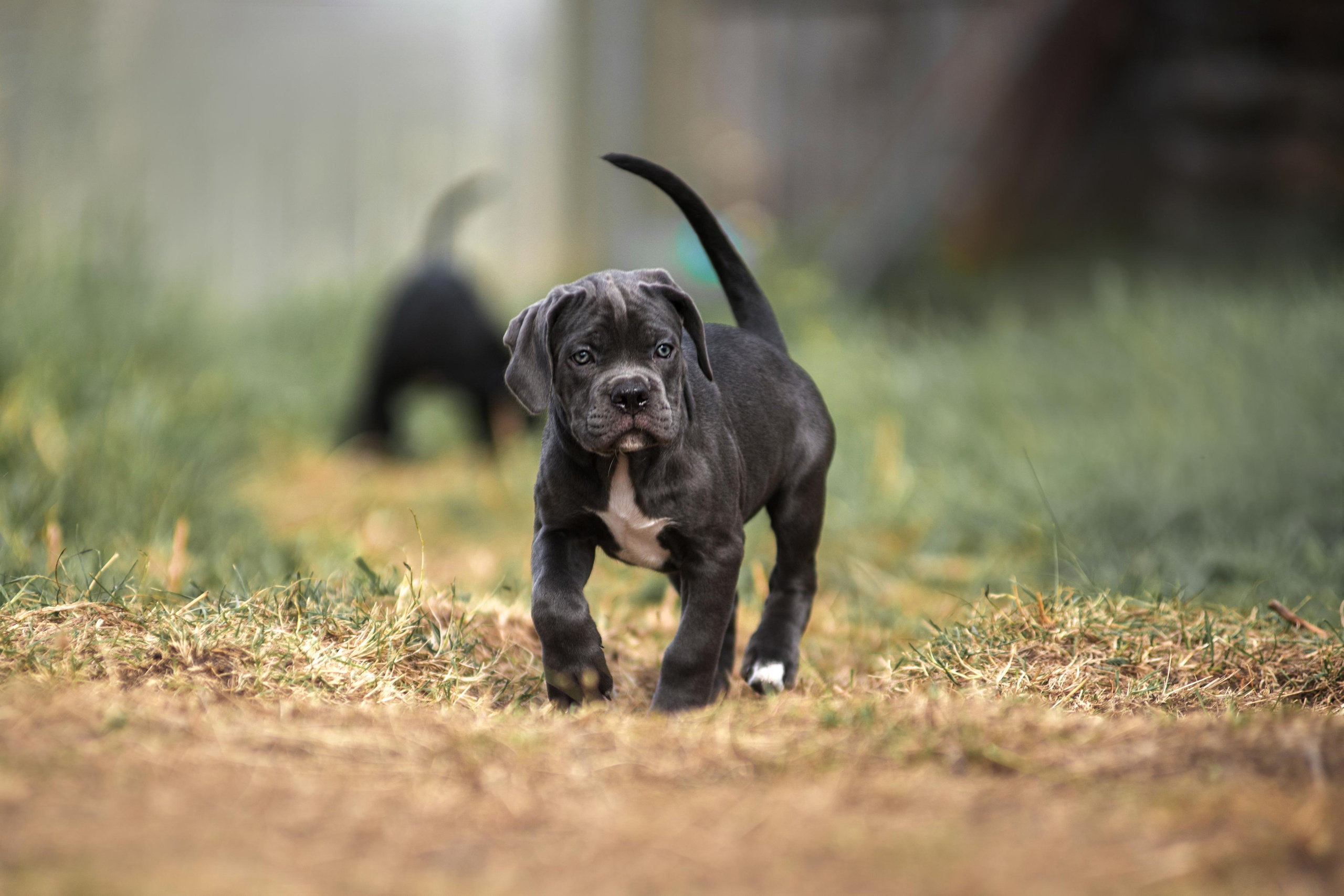 Щенки кане корсо. Дог-фотограф в Тюмени Александра Королева