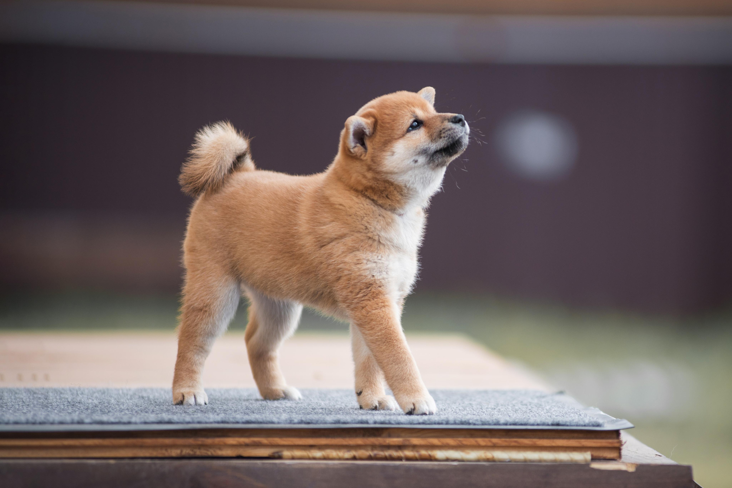 Щеночки Сибы. Дог-фотограф в Тюмени Александра Королева