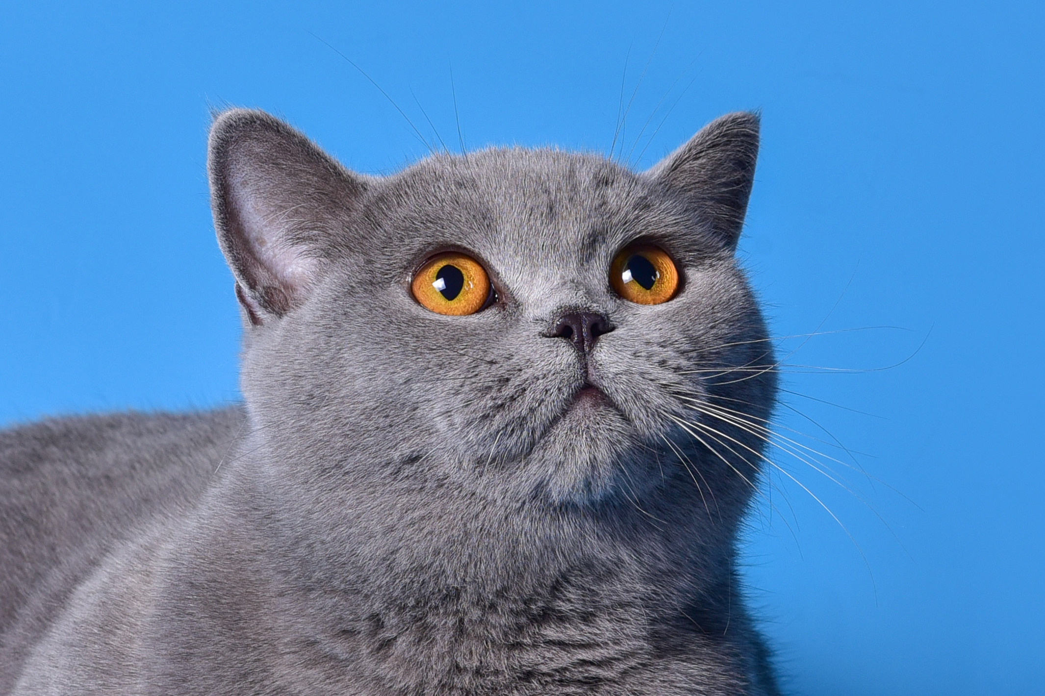 Великолепные шотландцы. Дог-фотограф в Тюмени Александра Королева