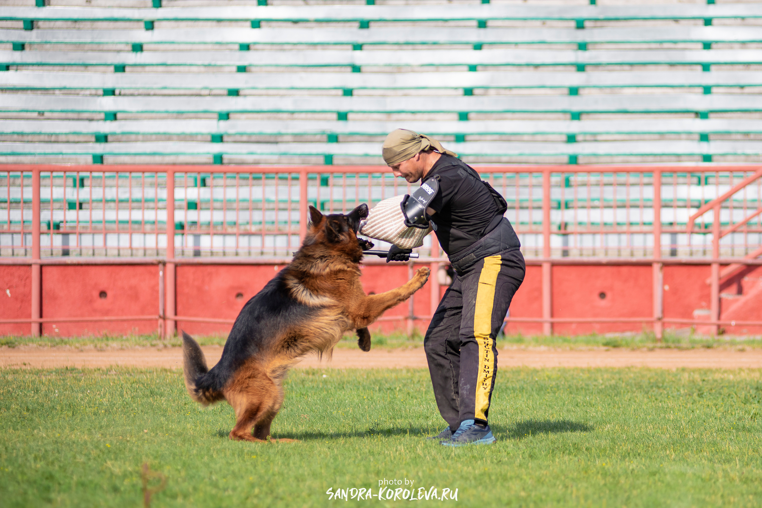 Монопородная выставка немецких овчарок, г. Заречный 2021. Дог-фотограф в Тюмени Александра Королева