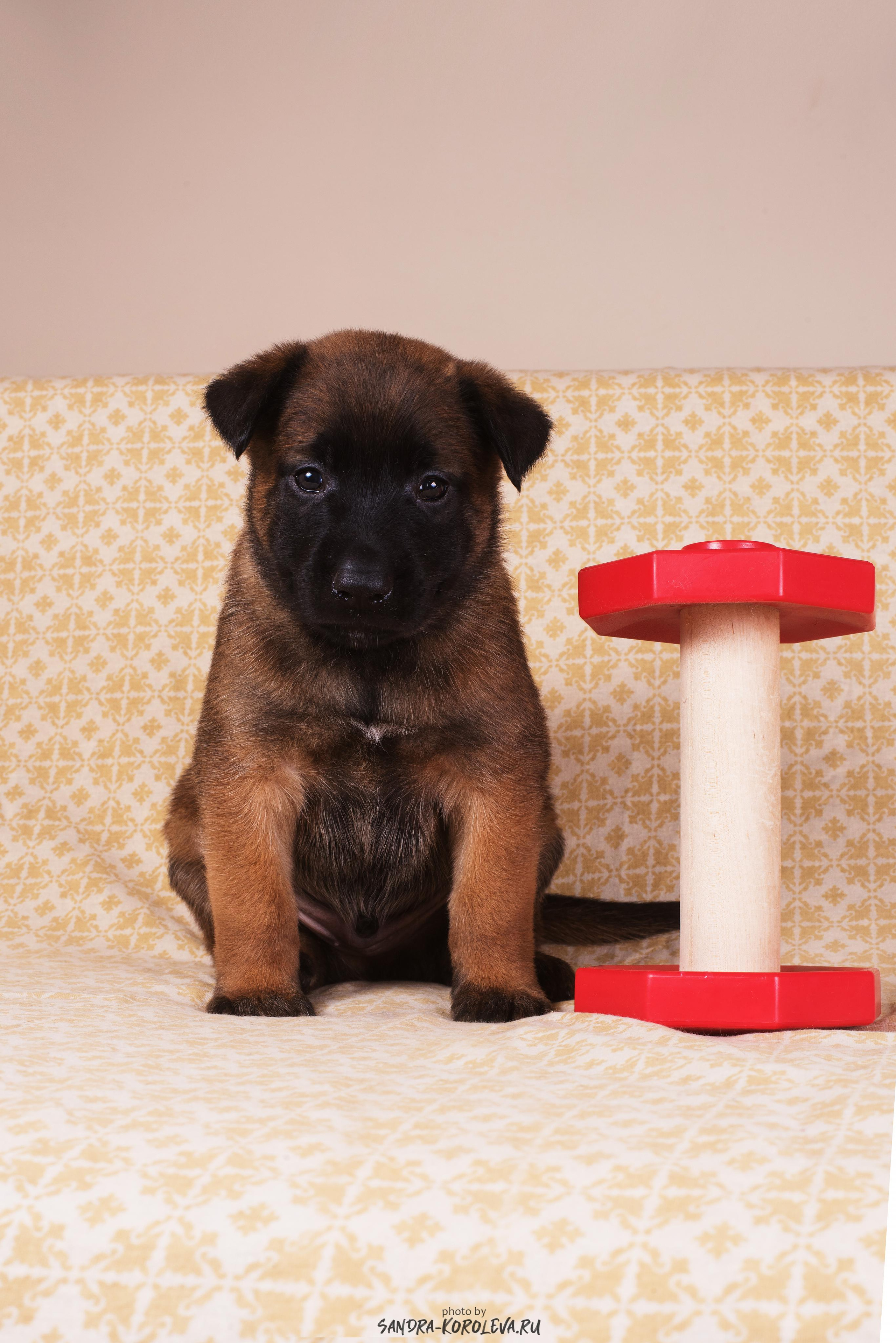 Малинойсы. Дог-фотограф в Тюмени Александра Королева