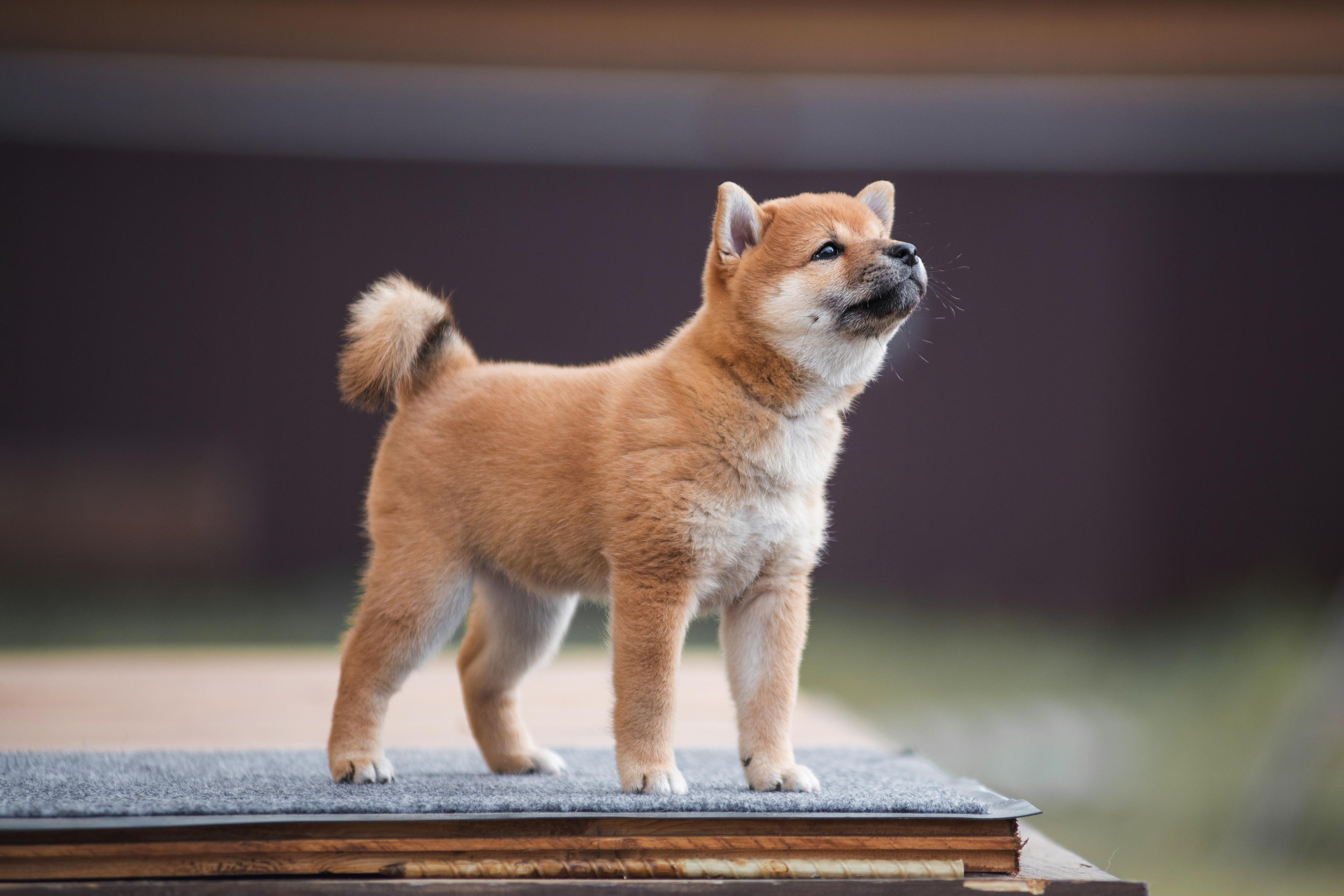 Щеночки Сибы. Дог-фотограф в Тюмени Александра Королева
