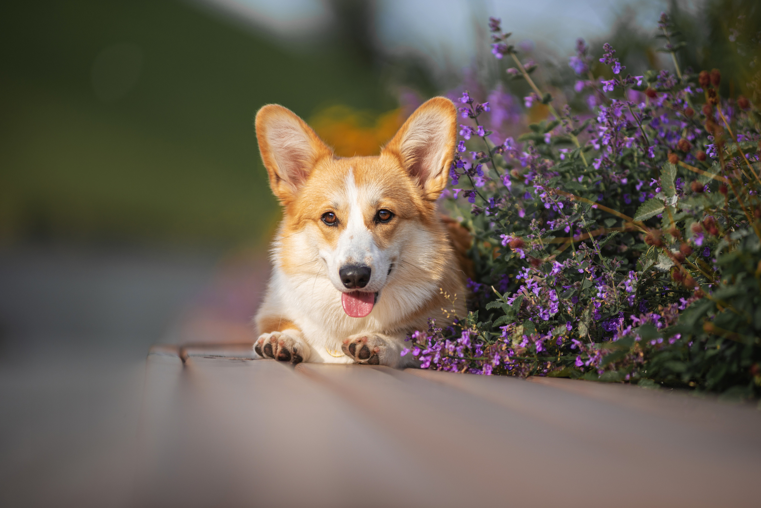 Ася и Плюша. Дог-фотограф в Тюмени Александра Королева