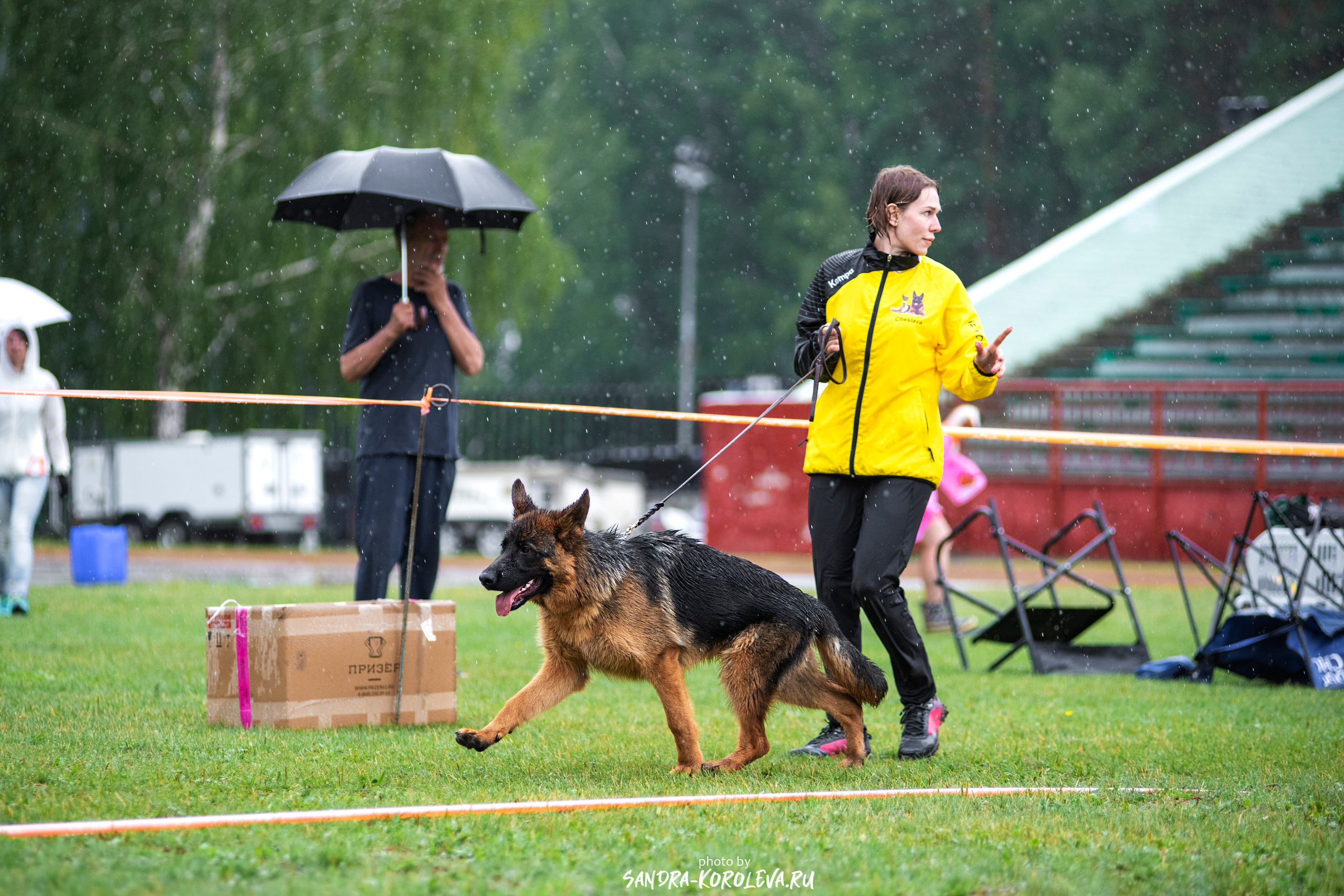 Монопородная выставка немецких овчарок, г. Заречный 2021. Дог-фотограф в Тюмени Александра Королева