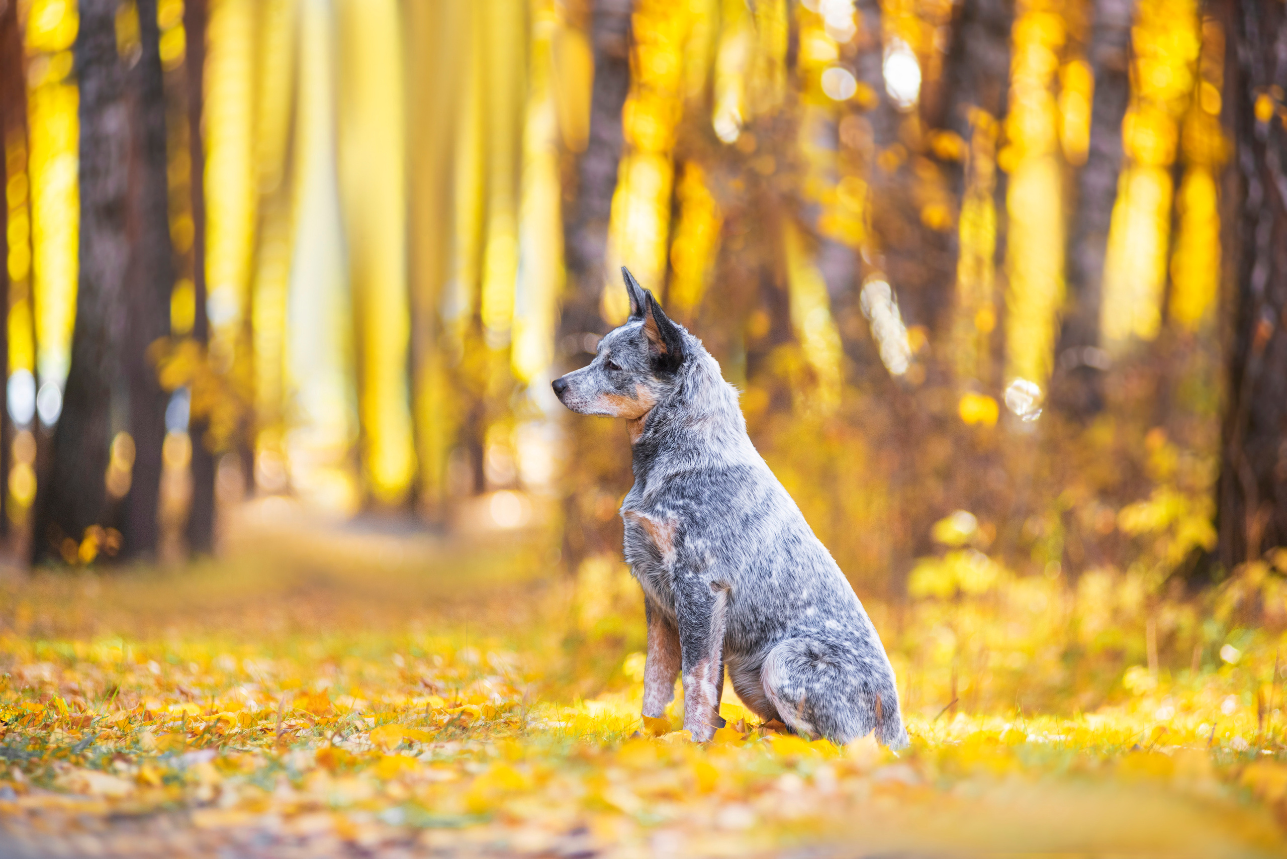 Осенний хиллер. Дог-фотограф в Тюмени Александра Королева