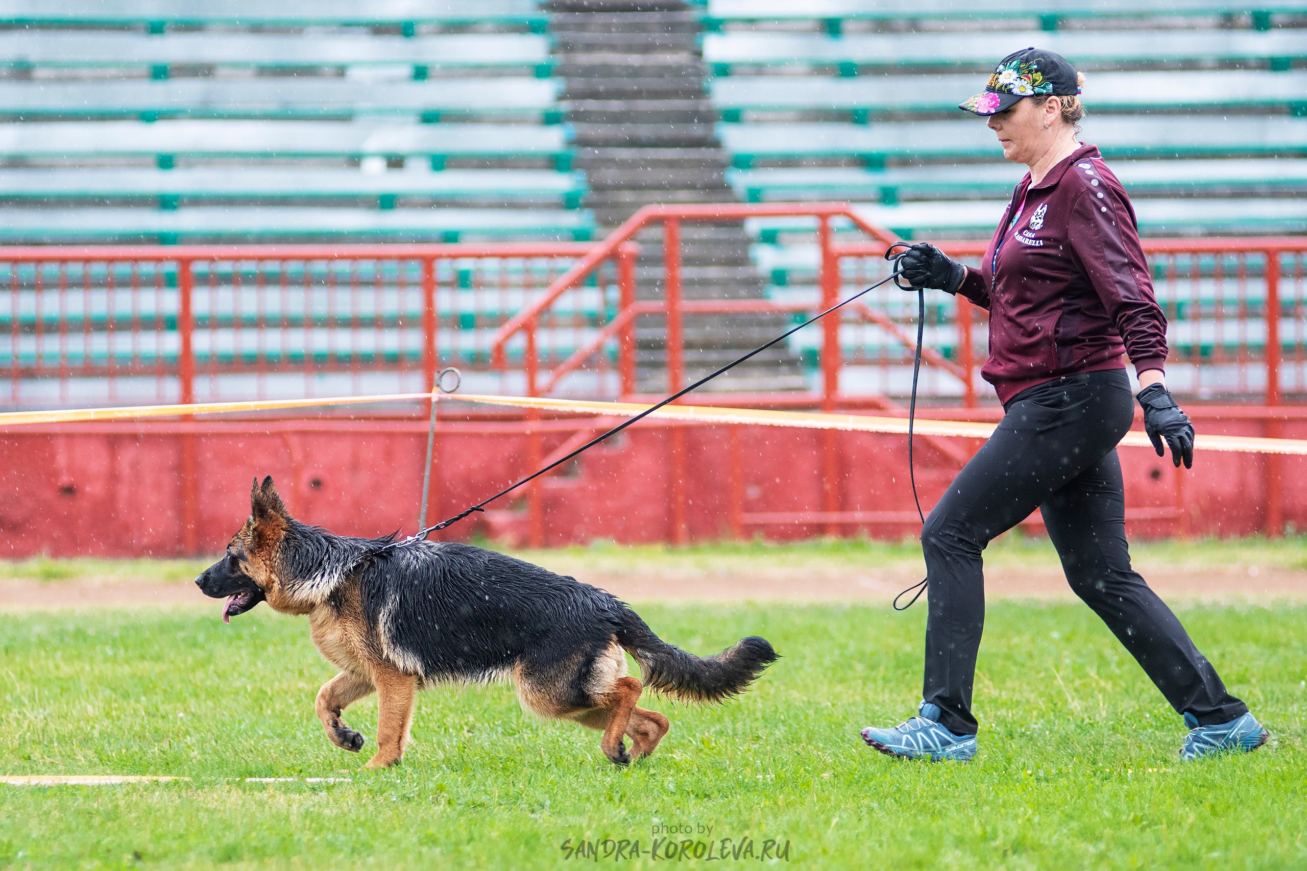 Монопородная выставка немецких овчарок, г. Заречный 2021. Дог-фотограф в Тюмени Александра Королева