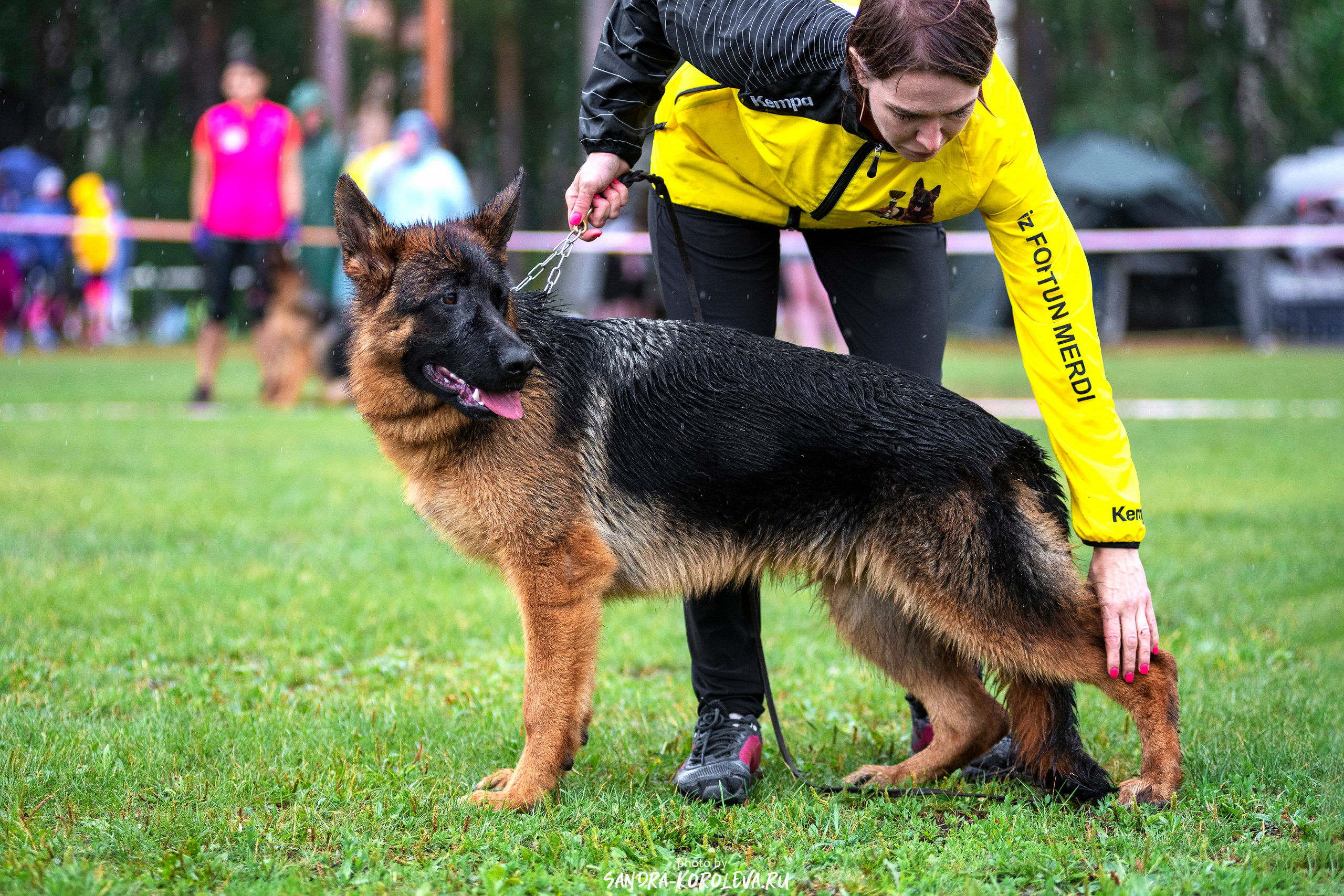 Монопородная выставка немецких овчарок, г. Заречный 2021. Дог-фотограф в Тюмени Александра Королева