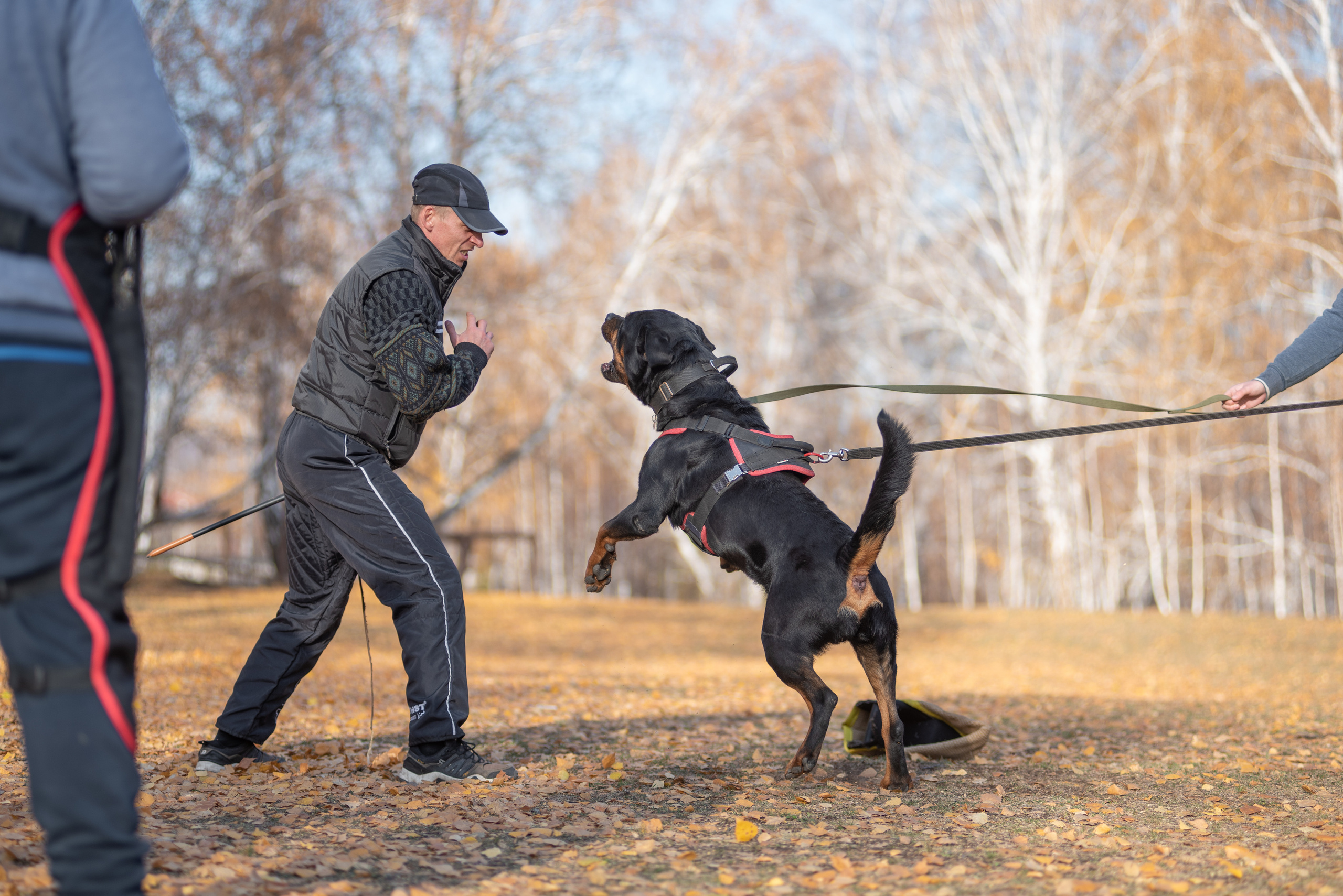 RUSSIAN HELPERS SCHOOL. Магнитогорск октябрь 2021. Дог-фотограф в Тюмени Александра Королева