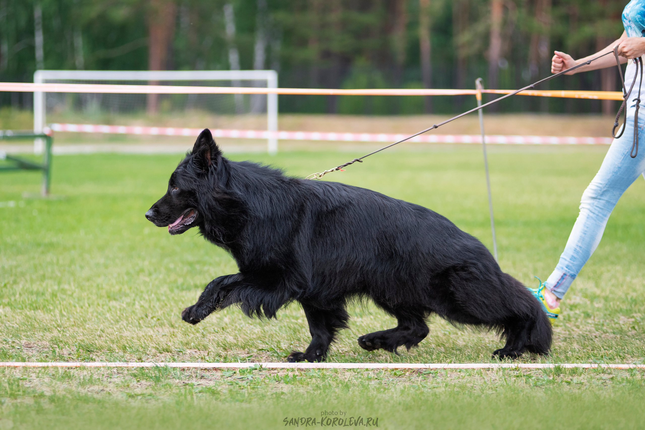 Монопородная выставка немецких овчарок, г. Заречный 2021. Дог-фотограф в Тюмени Александра Королева