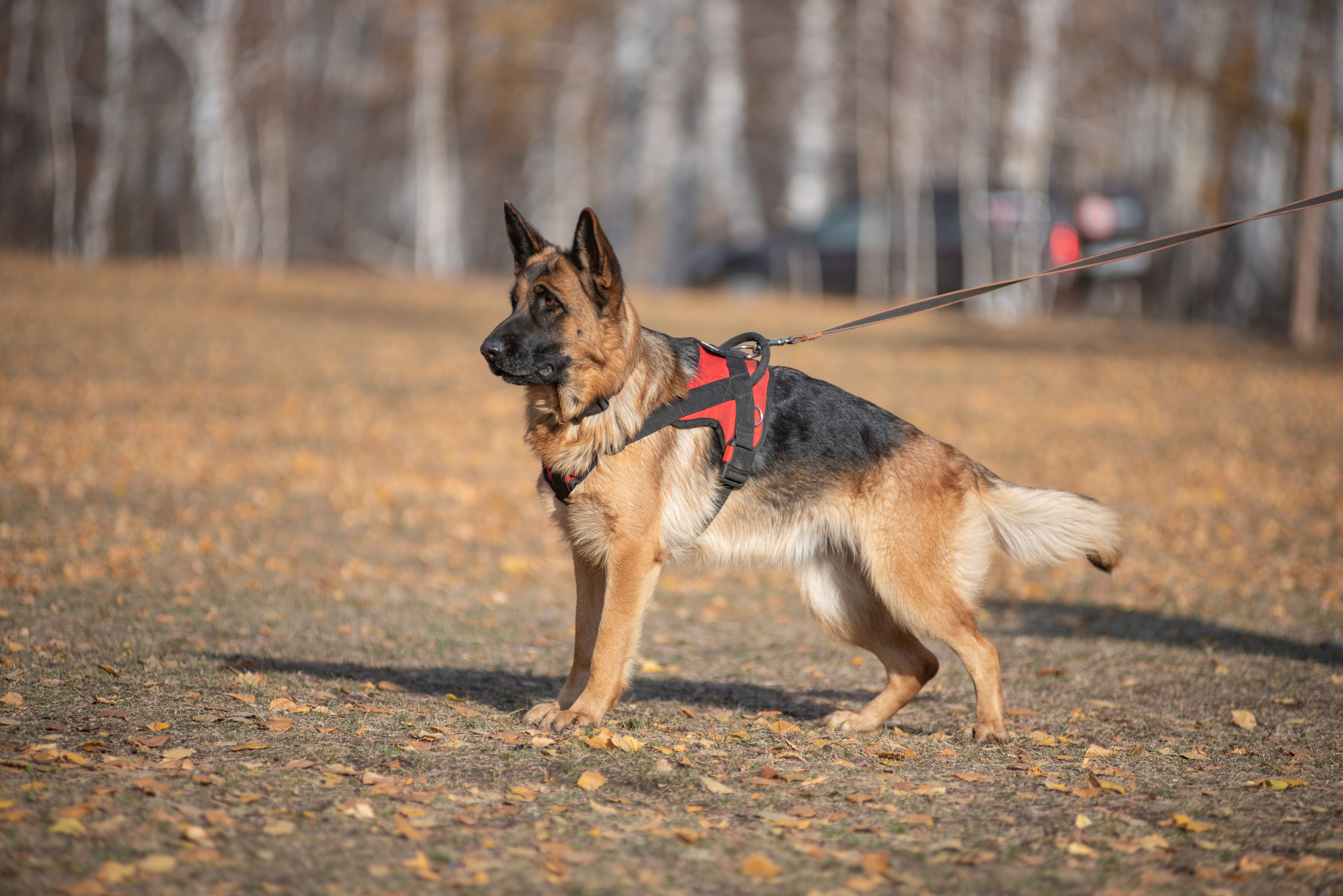 RUSSIAN HELPERS SCHOOL. Магнитогорск октябрь 2021. Дог-фотограф в Тюмени Александра Королева