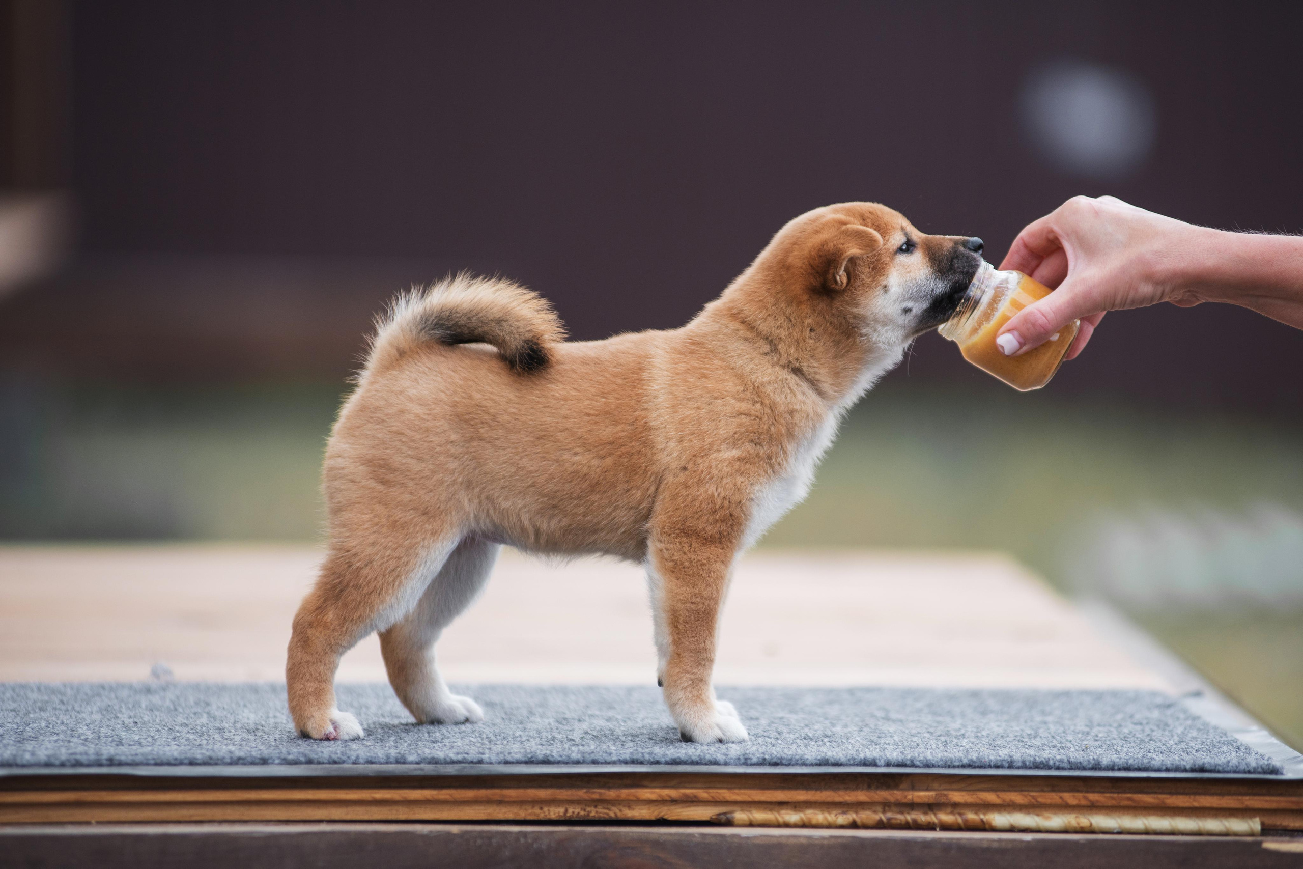 Щеночки Сибы. Дог-фотограф в Тюмени Александра Королева